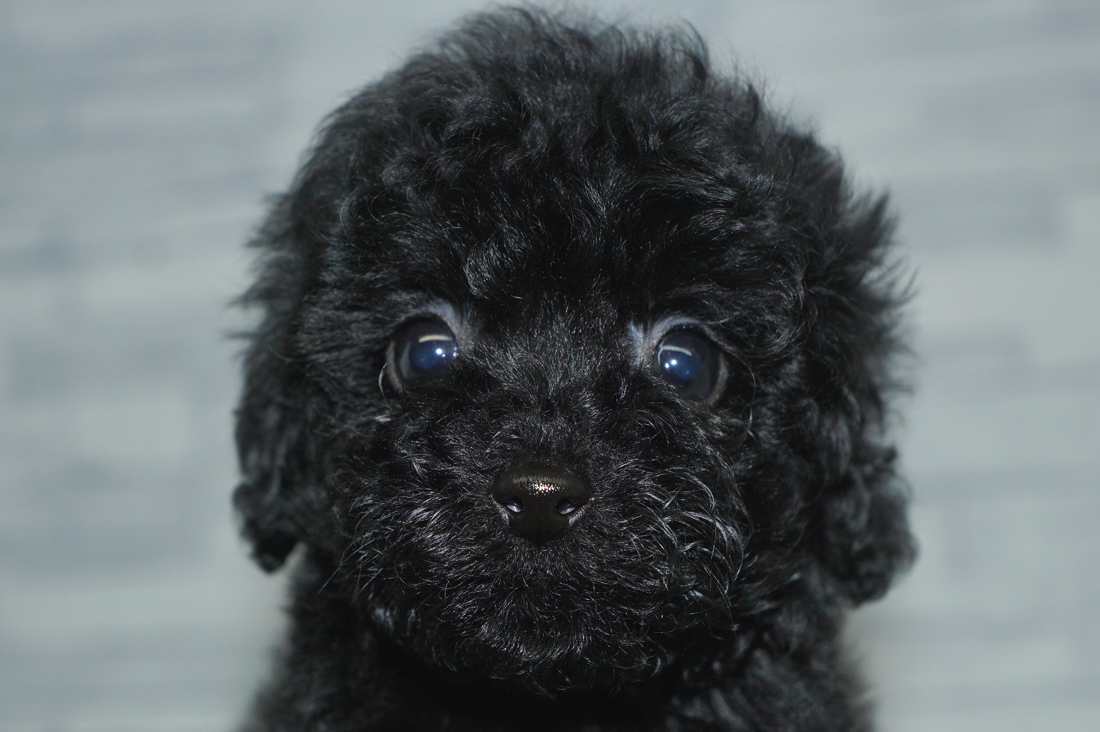 神奈川県のトイプードル(トイ) (きくちペット湘南平塚店/2025年12月3日生まれ/女の子/ブラック)の子犬の1枚目の画像