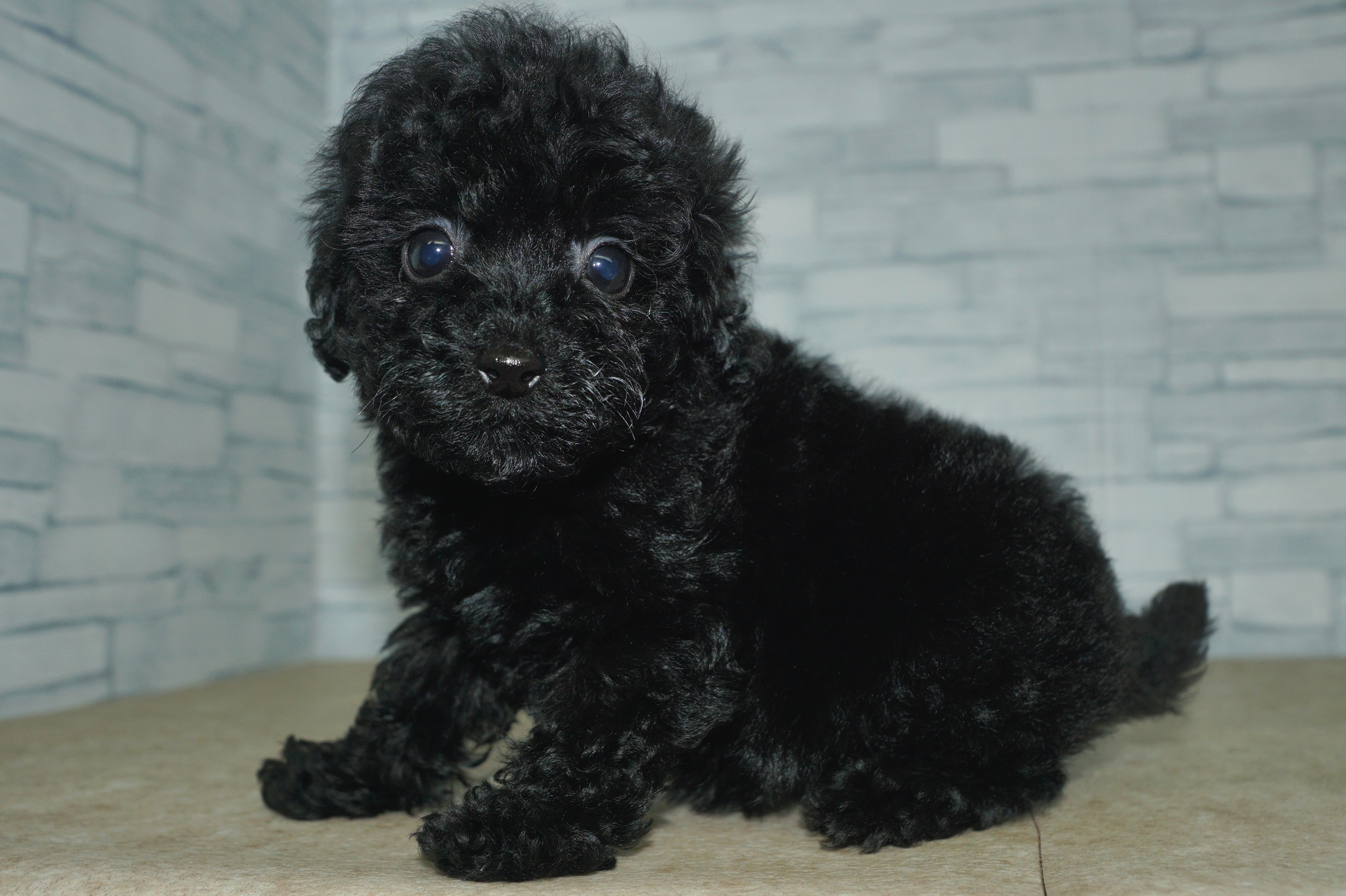 神奈川県のトイプードル(トイ) (きくちペット湘南平塚店/2025年12月3日生まれ/女の子/ブラック)の子犬の2枚目の画像