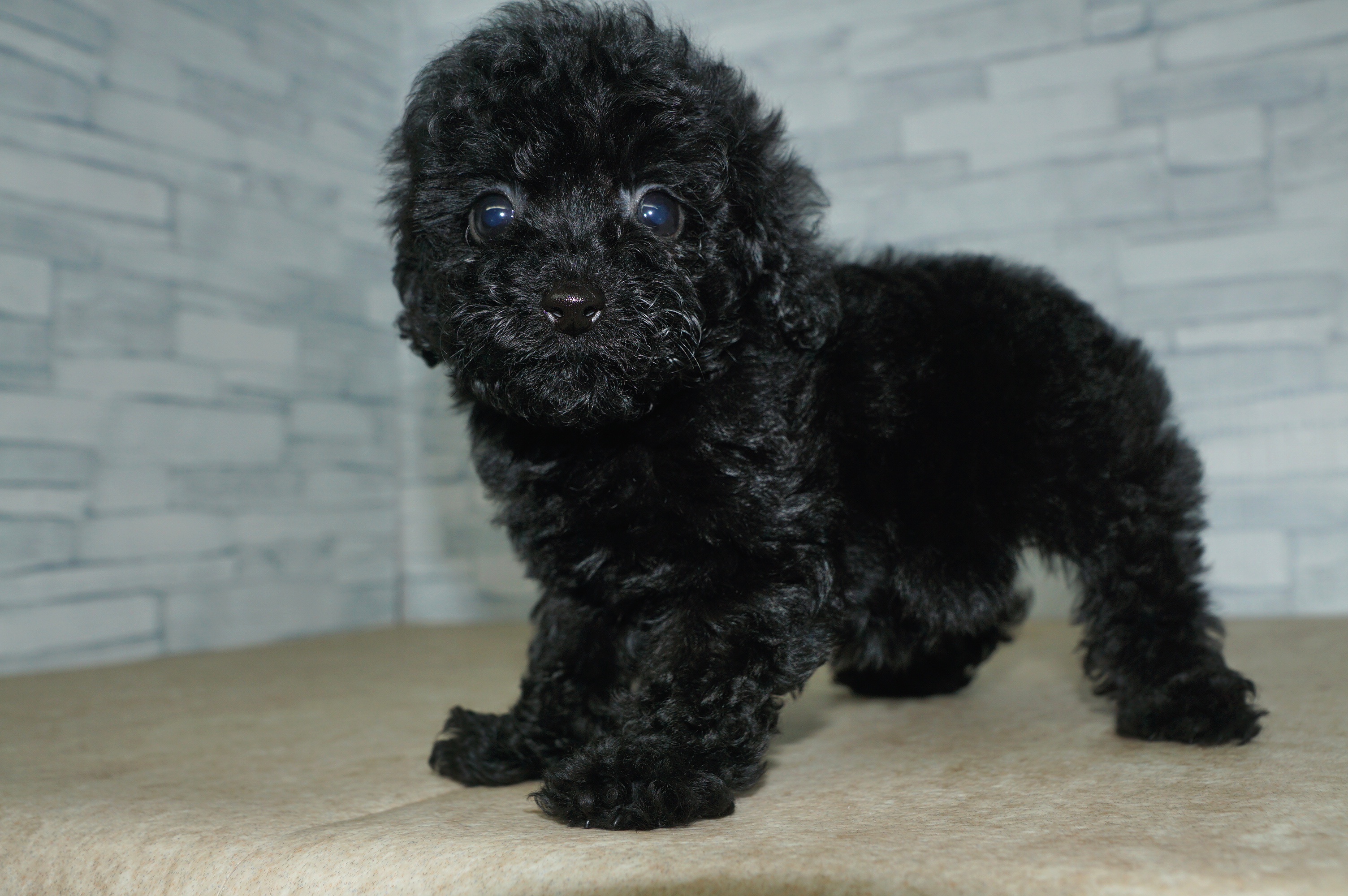 神奈川県のトイプードル(トイ) (きくちペット湘南平塚店/2025年12月3日生まれ/女の子/ブラック)の子犬の4枚目の画像