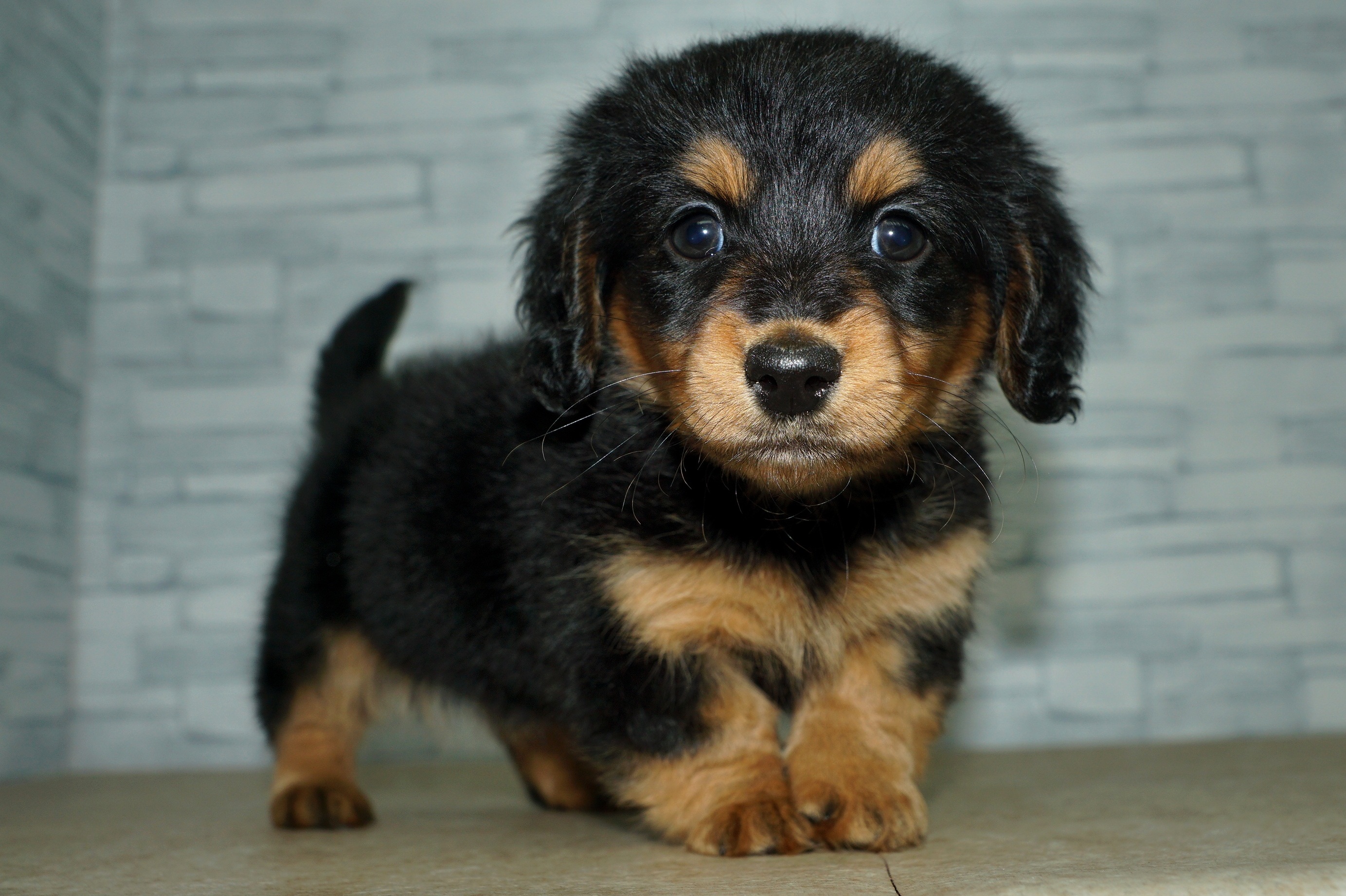 神奈川県のミニチュアダックスフンド(ロング) (きくちペット湘南平塚店/2025年12月1日生まれ/女の子/ブラックタン)の子犬の3枚目の画像