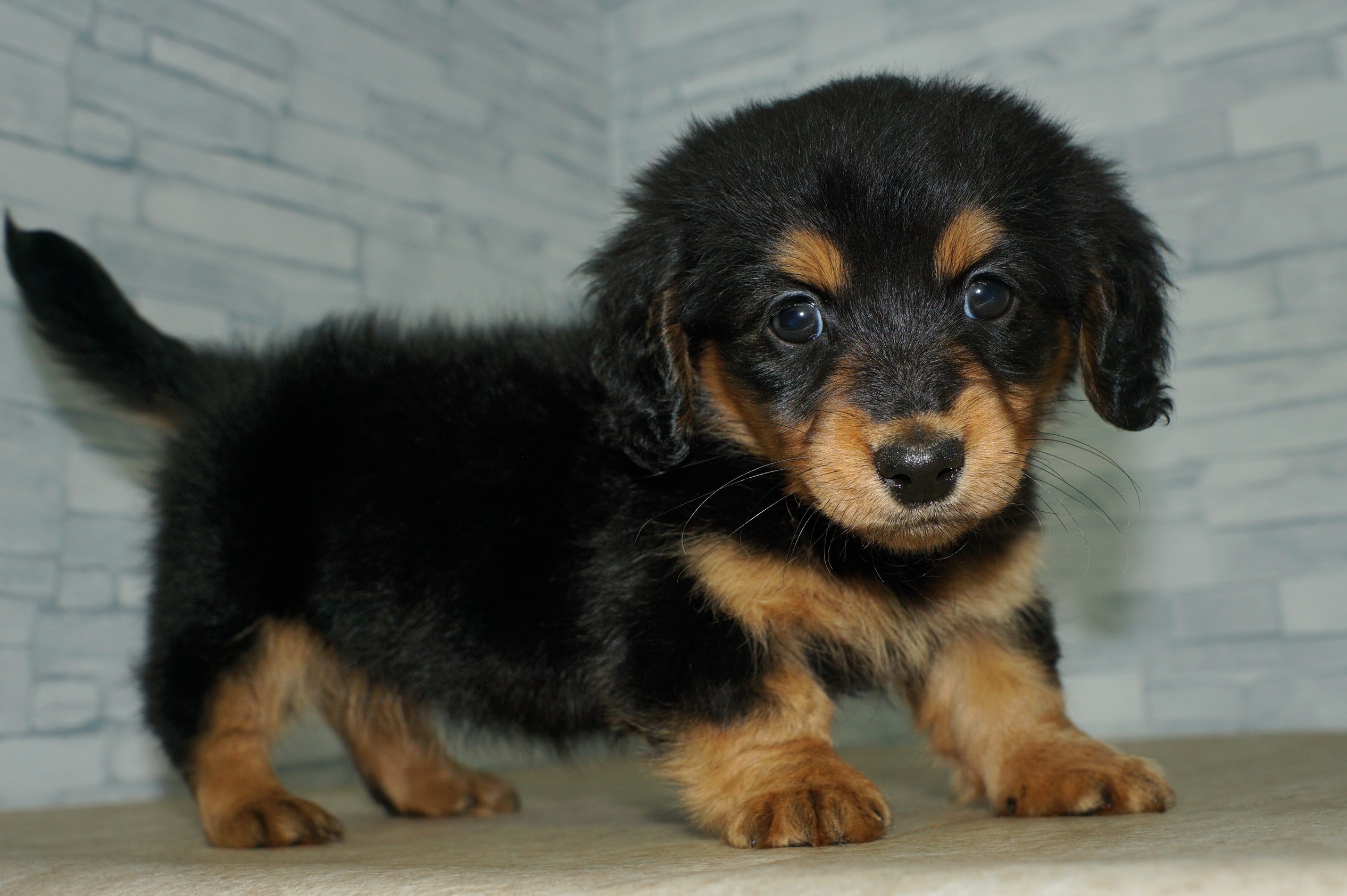 神奈川県のミニチュアダックスフンド(ロング) (きくちペット湘南平塚店/2025年12月1日生まれ/女の子/ブラックタン)の子犬の4枚目の画像