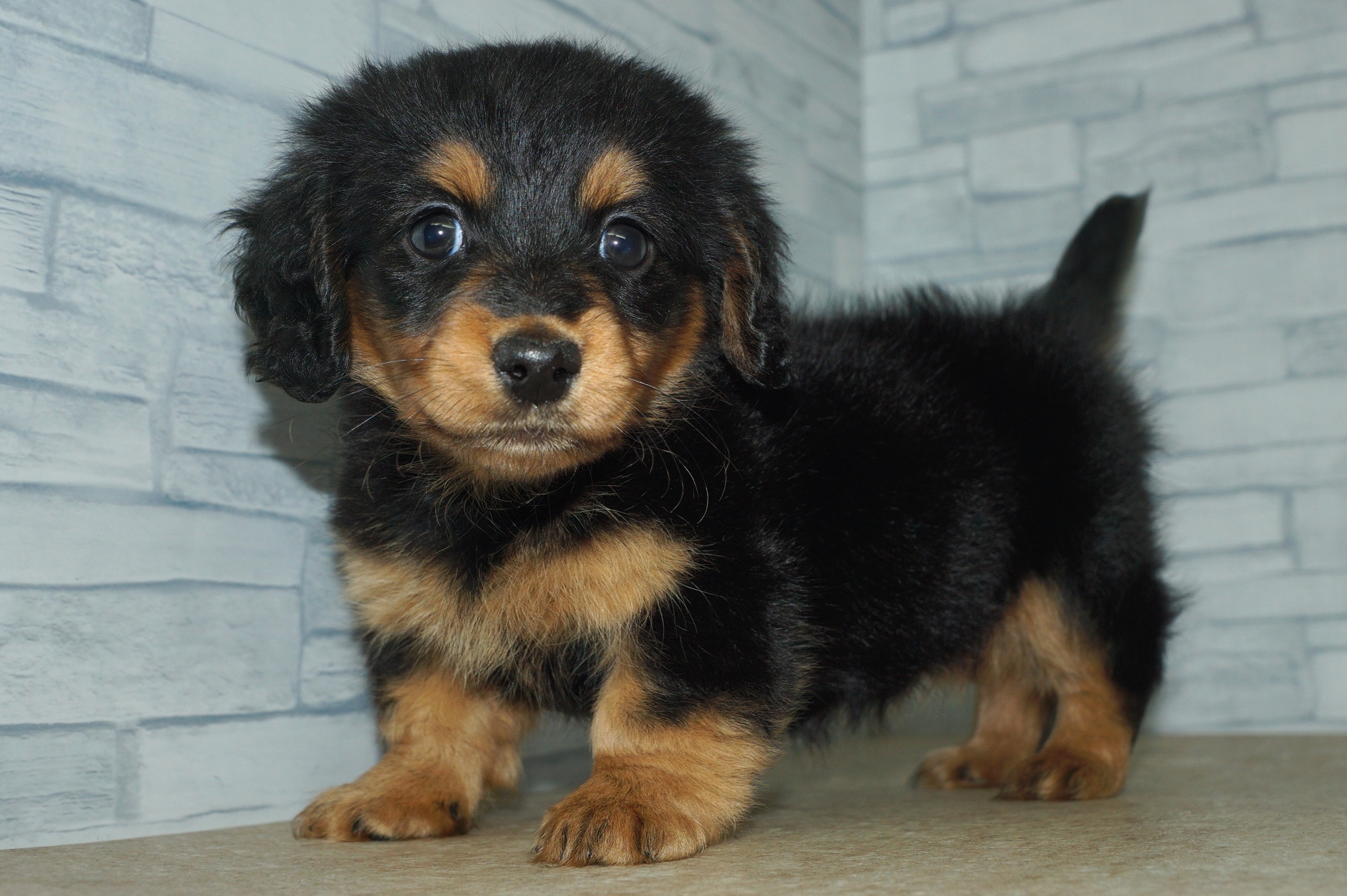 神奈川県のミニチュアダックスフンド(ロング) (きくちペット湘南平塚店/2025年12月1日生まれ/女の子/ブラックタン)の子犬の2枚目の画像