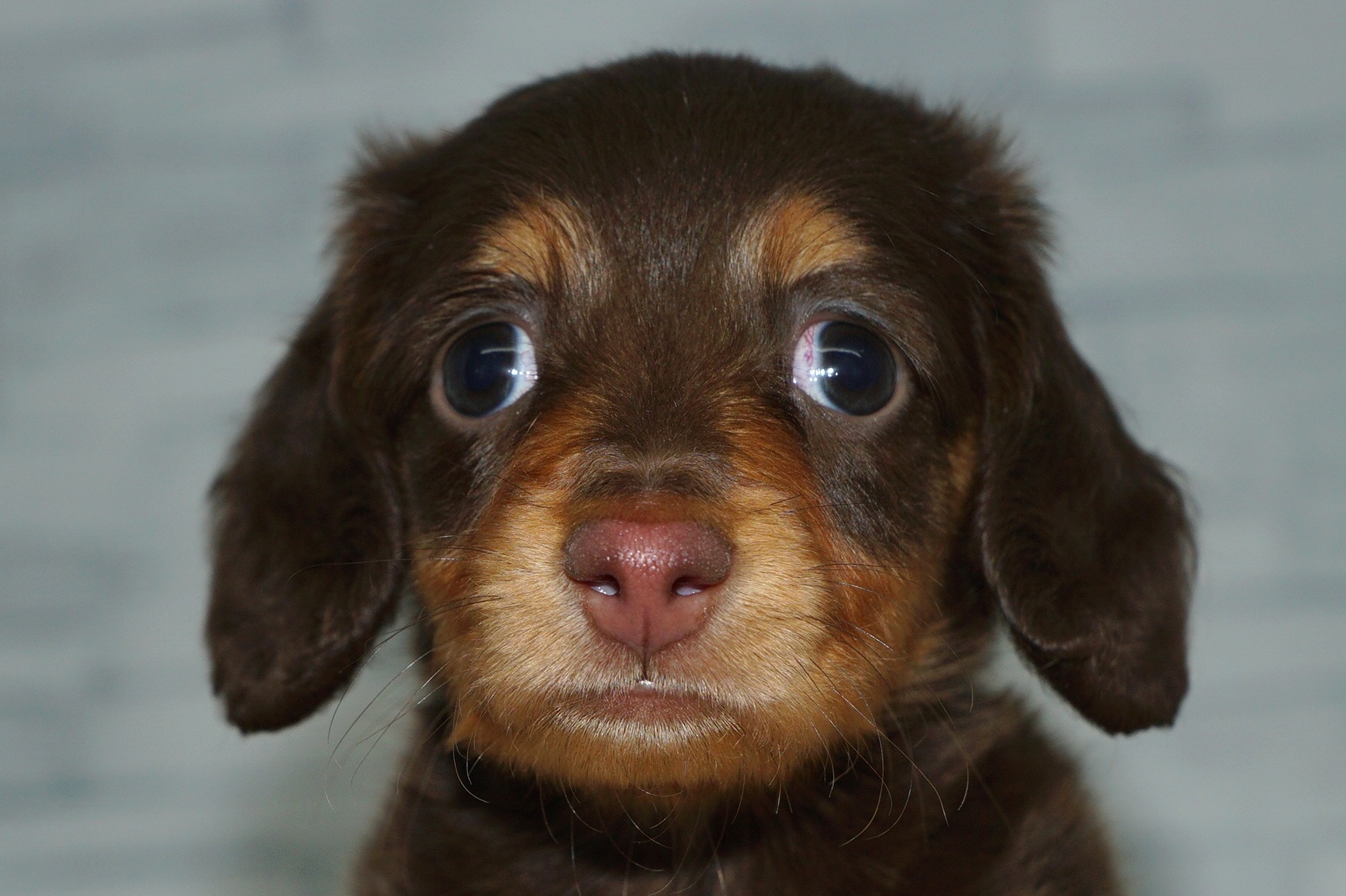 神奈川県のミニチュアダックスフンド(ロング) (きくちペット湘南平塚店/2025年12月12日生まれ/女の子/チョコレートタン)の子犬の1枚目の画像