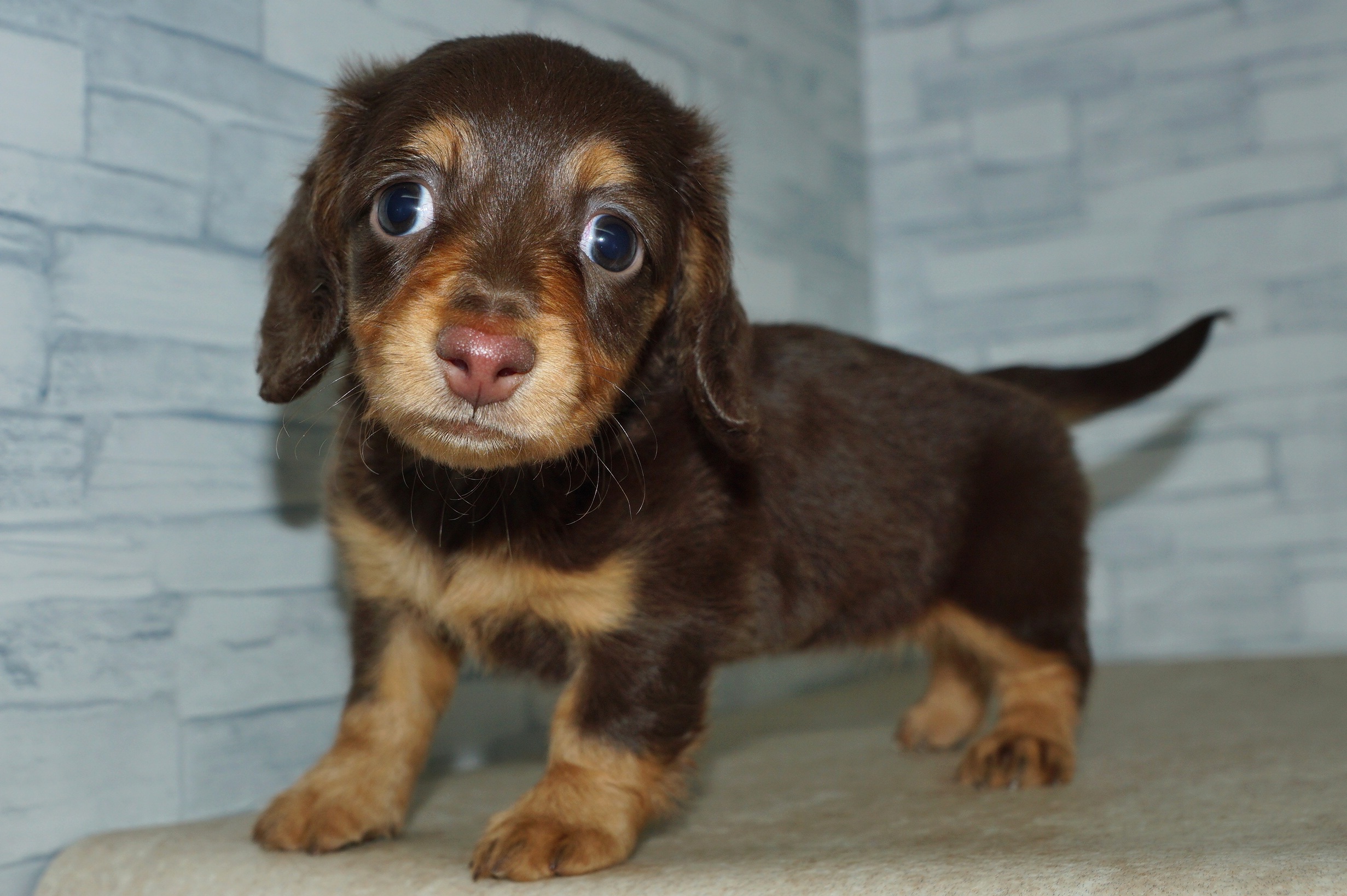 神奈川県のミニチュアダックスフンド(ロング) (きくちペット湘南平塚店/2025年12月12日生まれ/女の子/チョコレートタン)の子犬の2枚目の画像