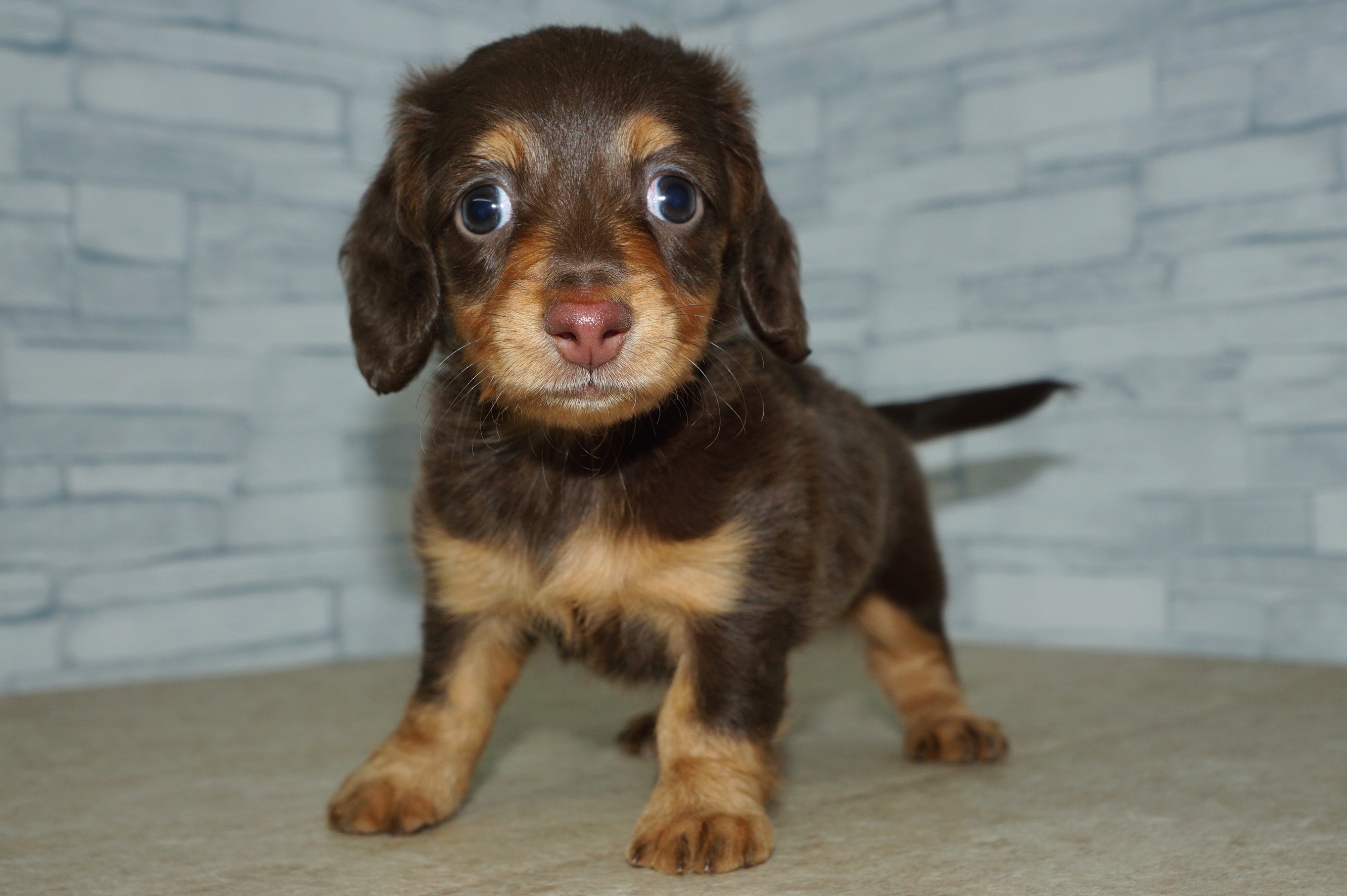 神奈川県のミニチュアダックスフンド(ロング) (きくちペット湘南平塚店/2025年12月12日生まれ/女の子/チョコレートタン)の子犬の4枚目の画像