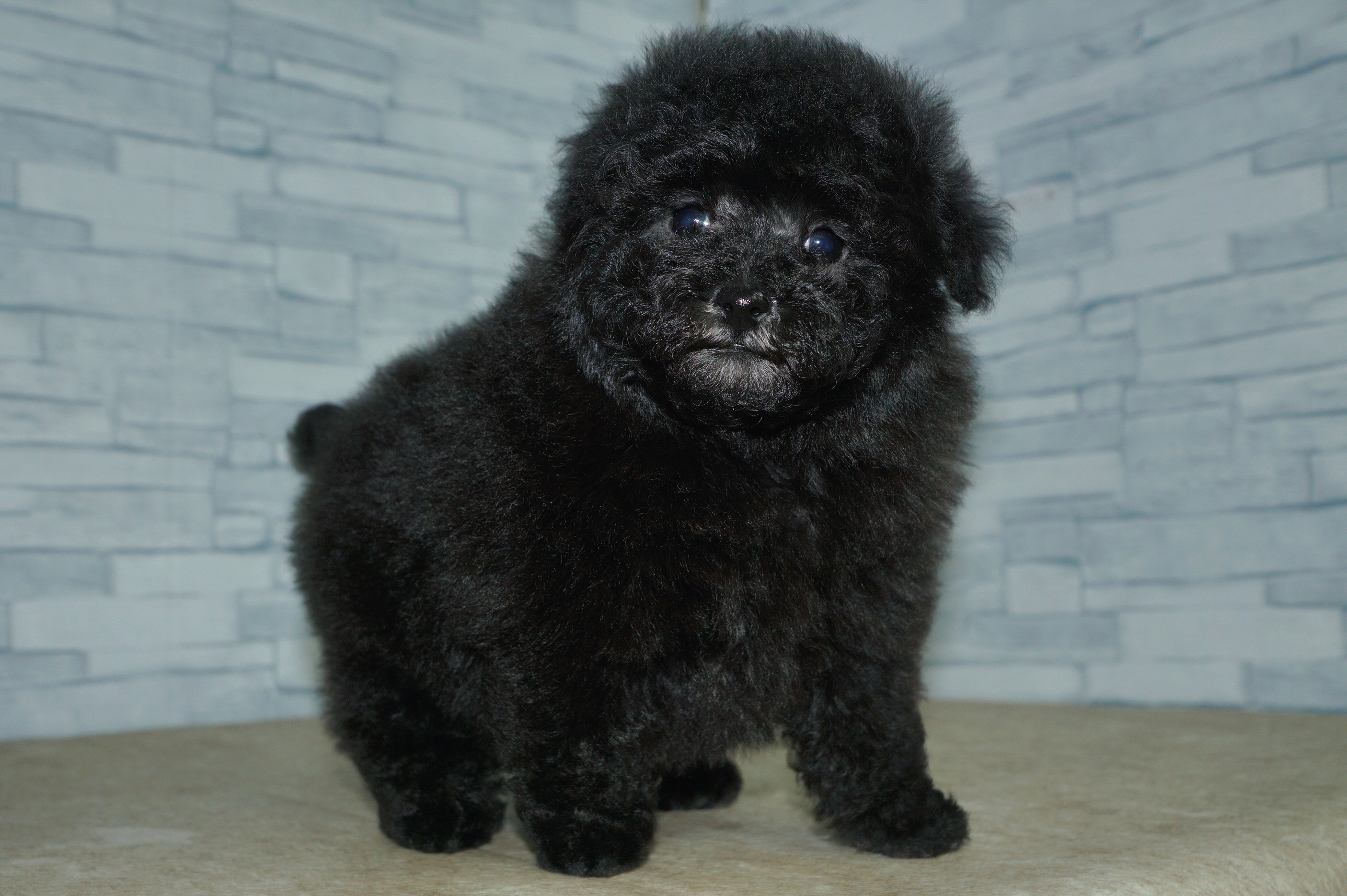 神奈川県のトイプードル(トイ) (きくちペット湘南平塚店/2025年12月15日生まれ/女の子/シルバー)の子犬の3枚目の画像