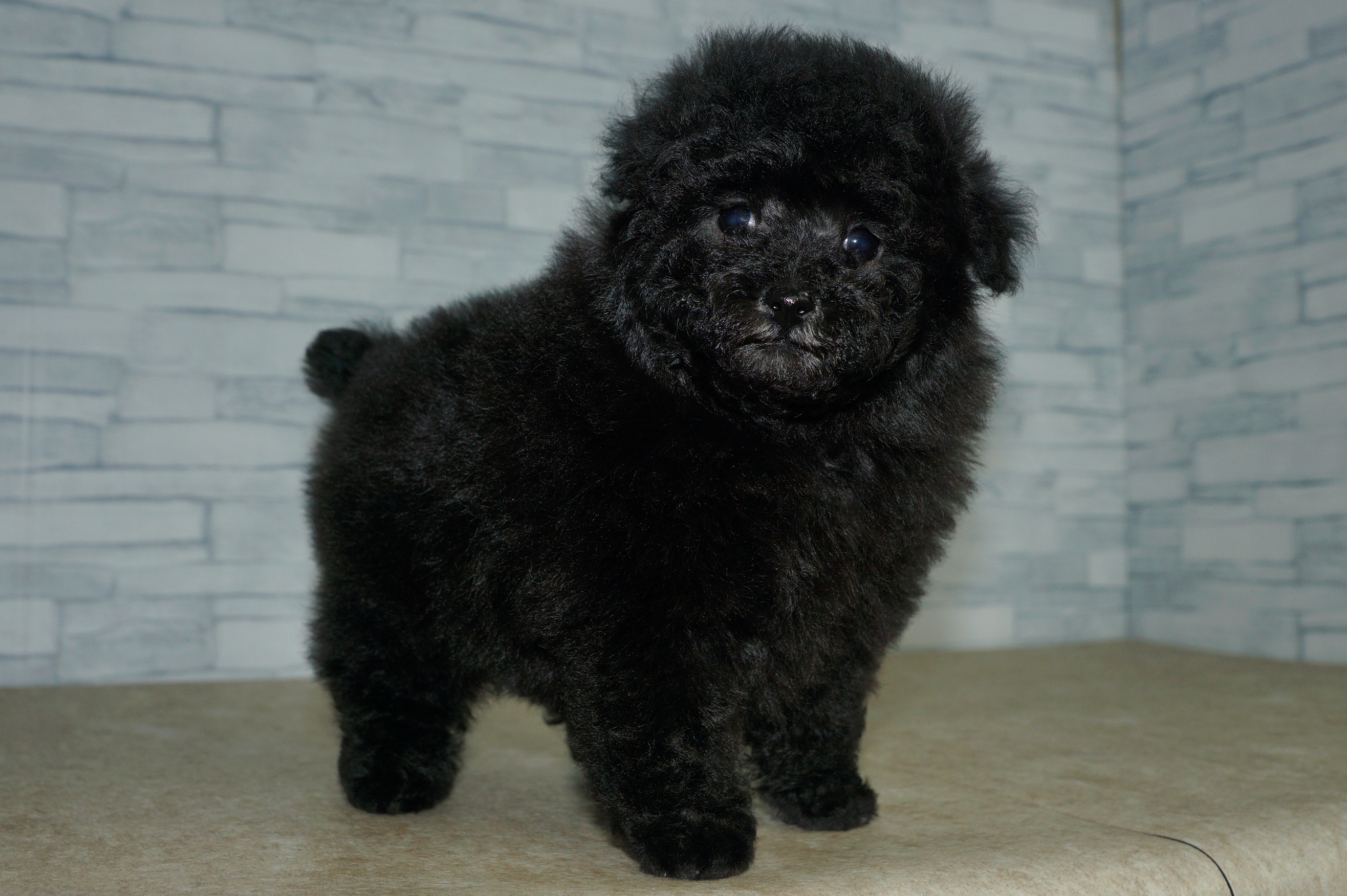 神奈川県のトイプードル(トイ) (きくちペット湘南平塚店/2025年12月15日生まれ/女の子/シルバー)の子犬の2枚目の画像