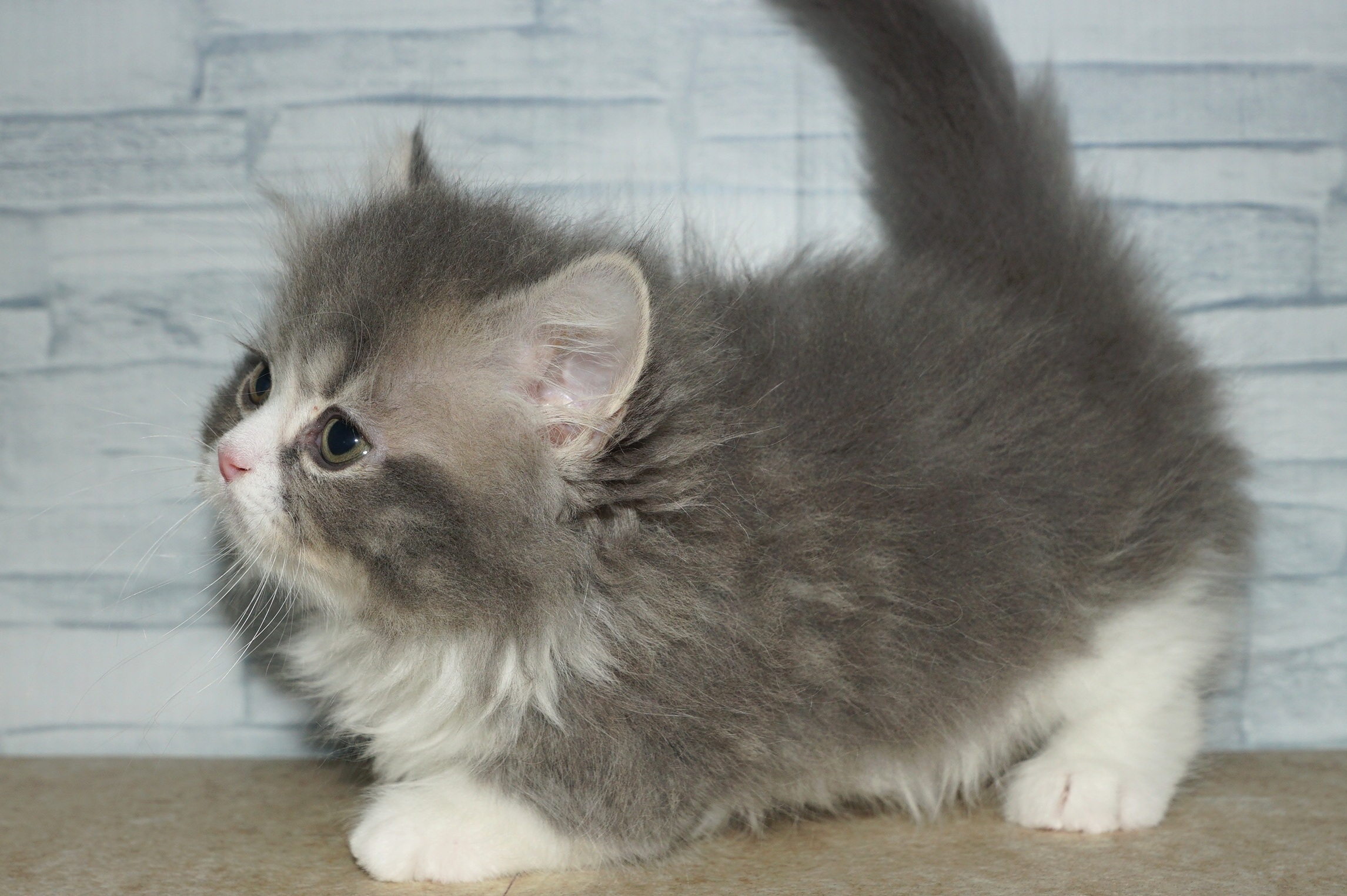 神奈川県のマンチカン (きくちペット湘南平塚店/2025年12月11日生まれ/男の子/ブルーホワイト)の子猫の3枚目の画像