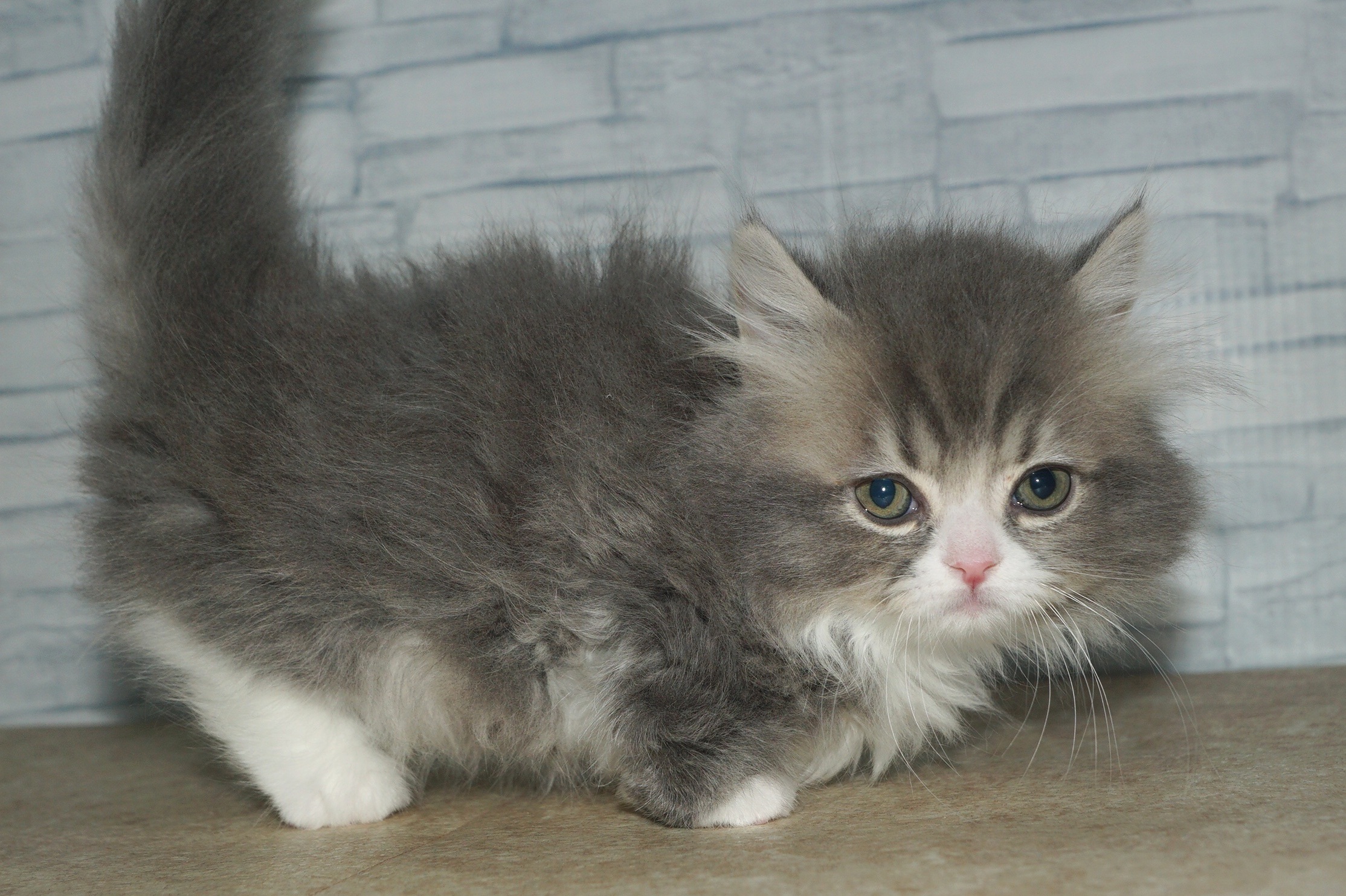 神奈川県のマンチカン (きくちペット湘南平塚店/2025年12月11日生まれ/男の子/ブルーホワイト)の子猫の4枚目の画像