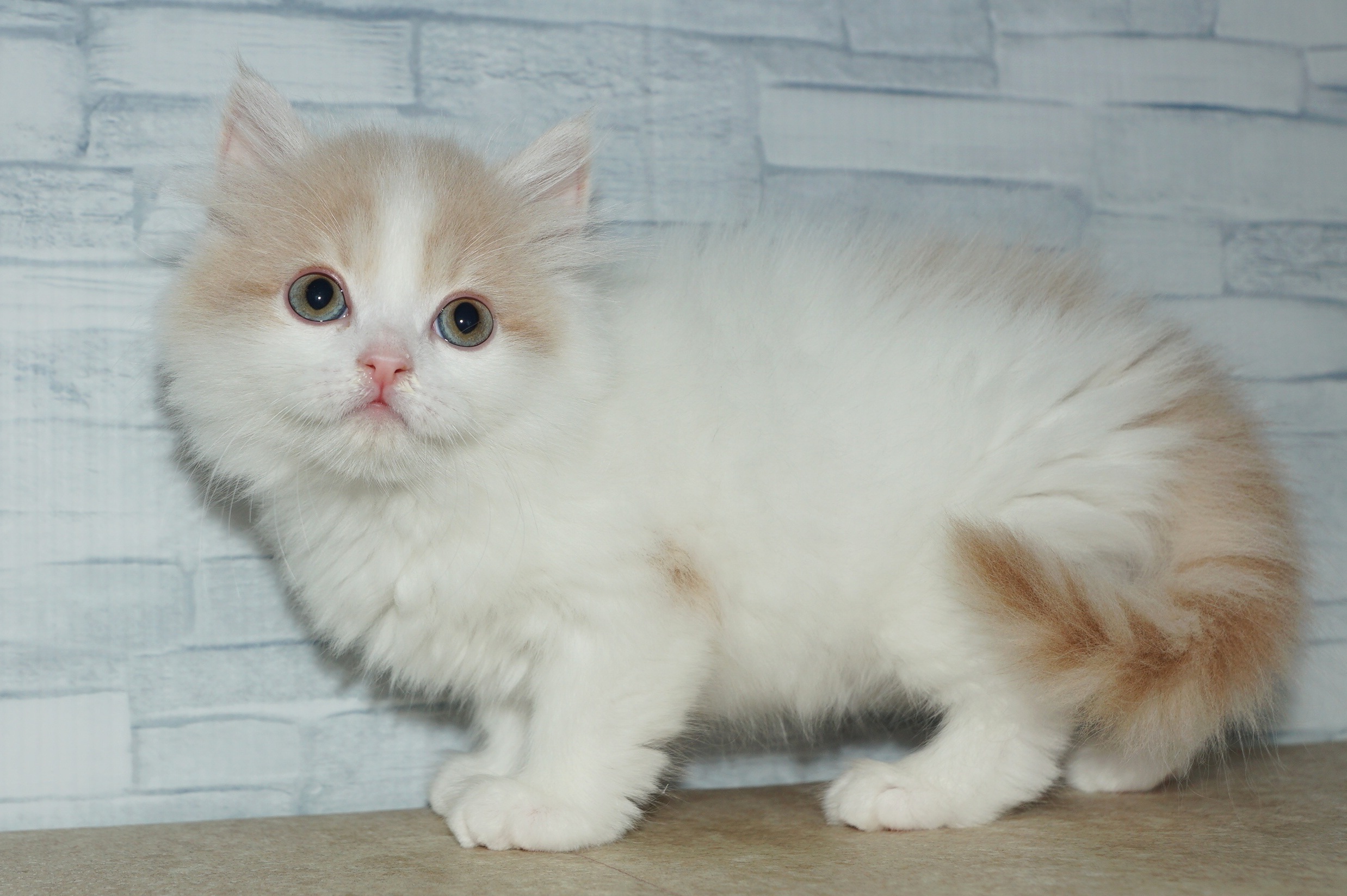 神奈川県のマンチカン (きくちペット湘南平塚店/2025年12月11日生まれ/男の子/クリームホワイト)の子猫の3枚目の画像