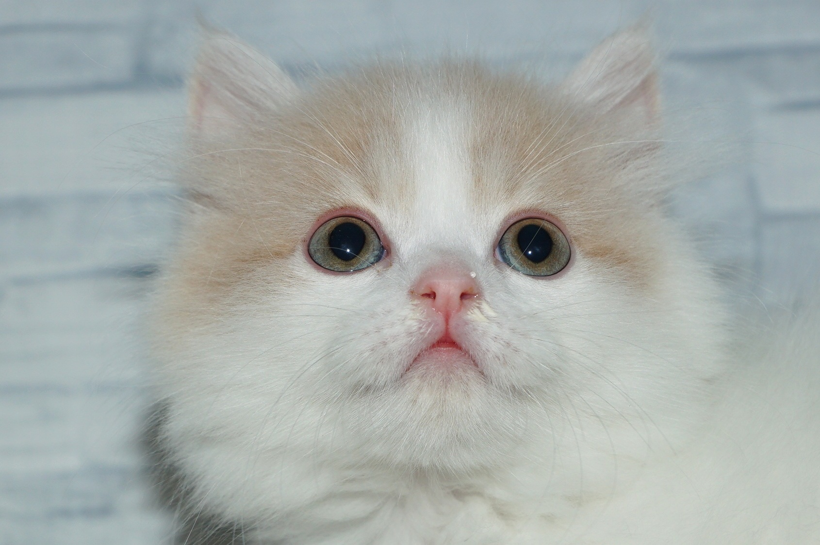 神奈川県のマンチカン (きくちペット湘南平塚店/2025年12月11日生まれ/男の子/クリームホワイト)の子猫の1枚目の画像