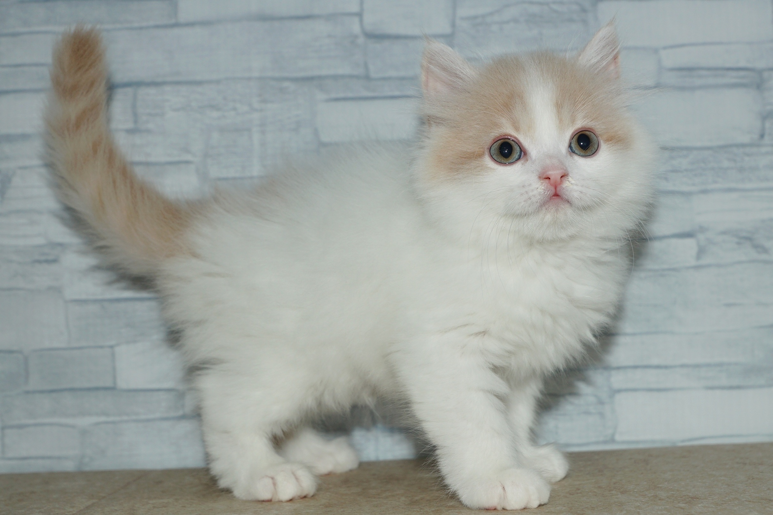 神奈川県のマンチカン (きくちペット湘南平塚店/2025年12月11日生まれ/男の子/クリームホワイト)の子猫の4枚目の画像