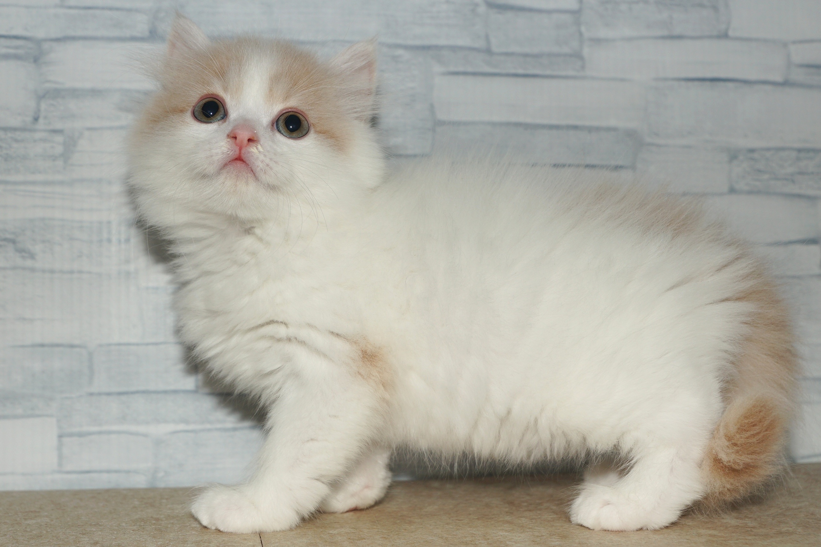 神奈川県のマンチカン (きくちペット湘南平塚店/2025年12月11日生まれ/男の子/クリームホワイト)の子猫の2枚目の画像