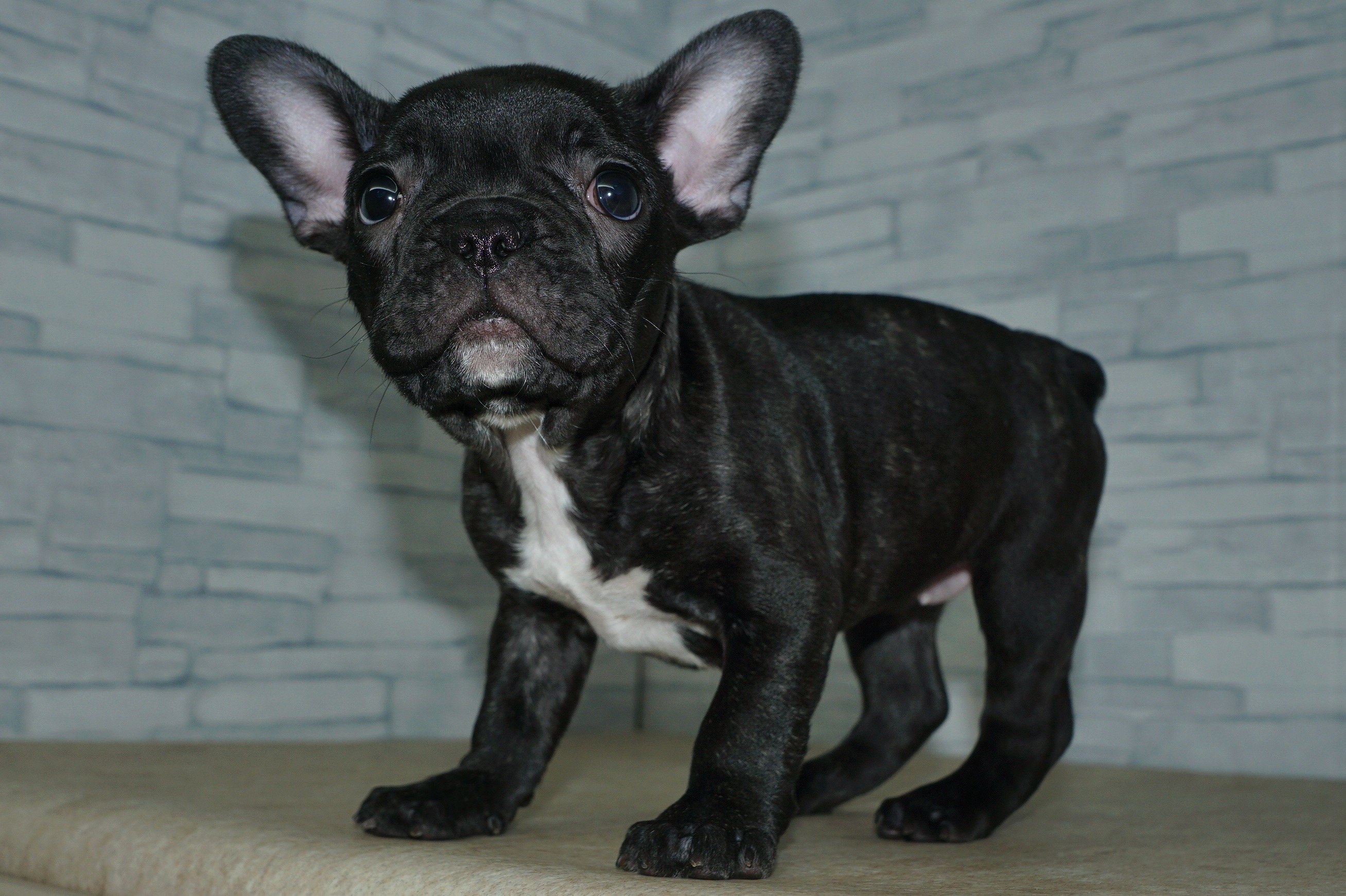 神奈川県のフレンチブルドッグ (きくちペット湘南平塚店/2025年12月19日生まれ/女の子/ブリンドルホワイト)の子犬の4枚目の画像