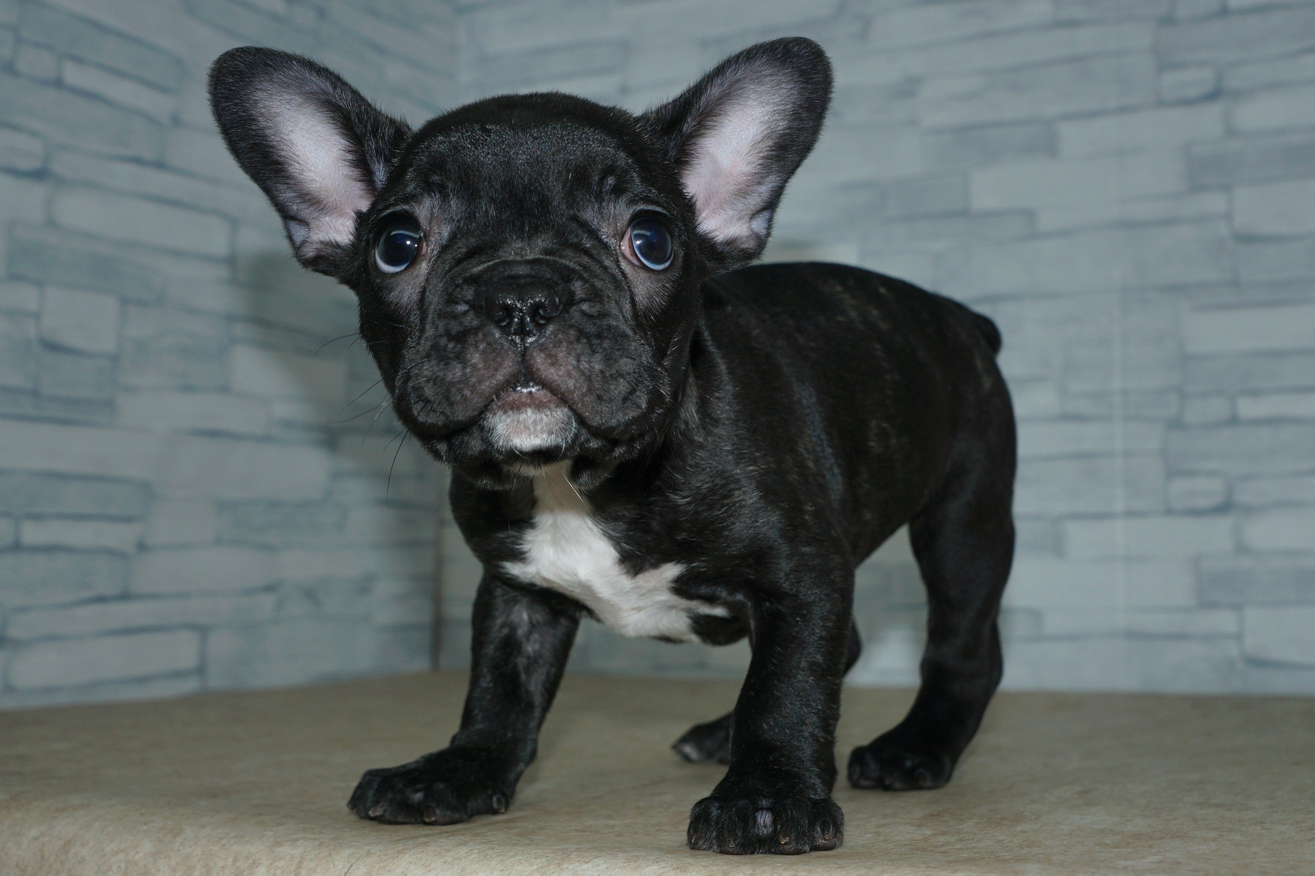 神奈川県のフレンチブルドッグ (きくちペット湘南平塚店/2025年12月19日生まれ/女の子/ブリンドルホワイト)の子犬の2枚目の画像