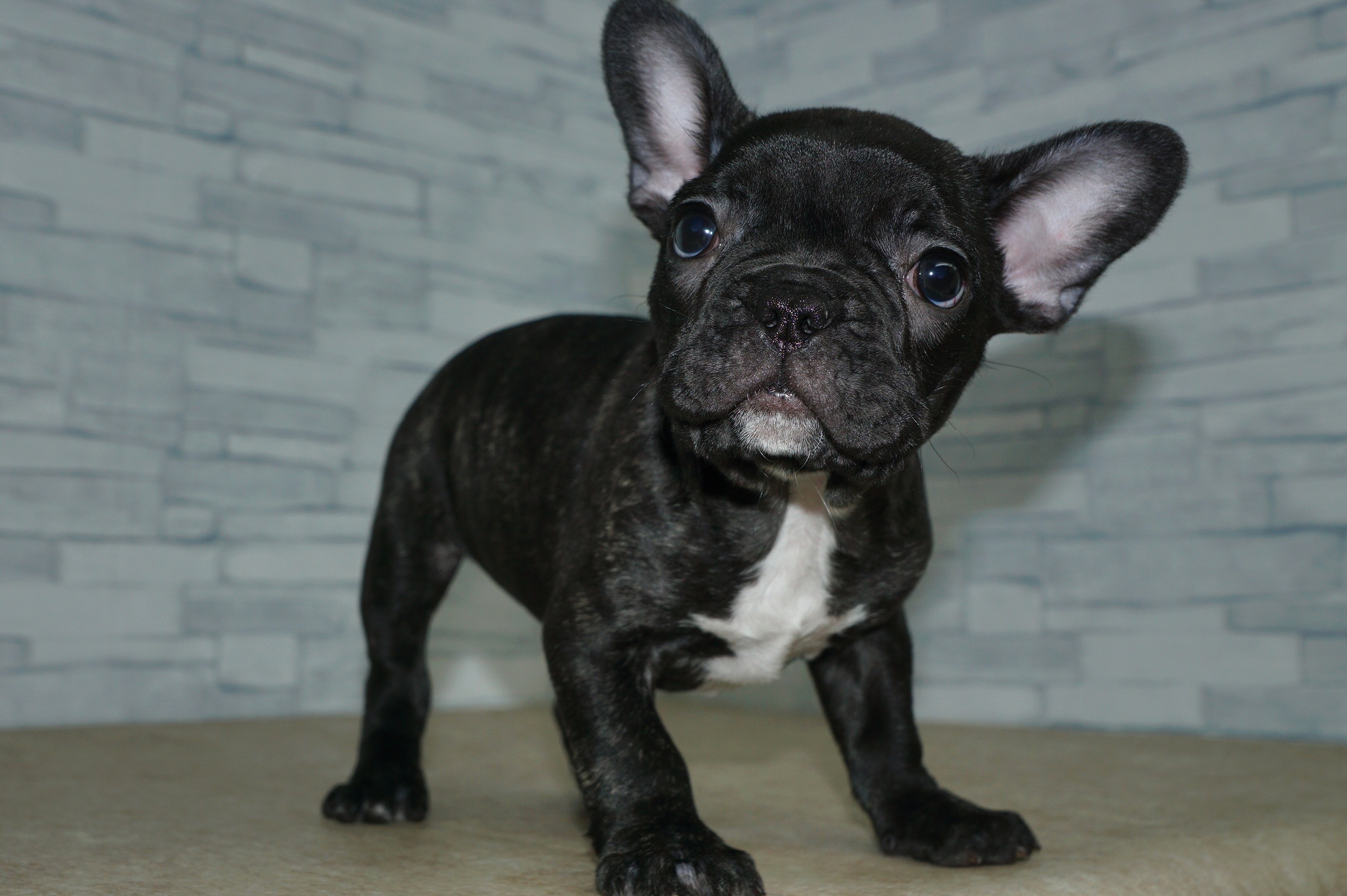 神奈川県のフレンチブルドッグ (きくちペット湘南平塚店/2025年12月19日生まれ/女の子/ブリンドルホワイト)の子犬の3枚目の画像