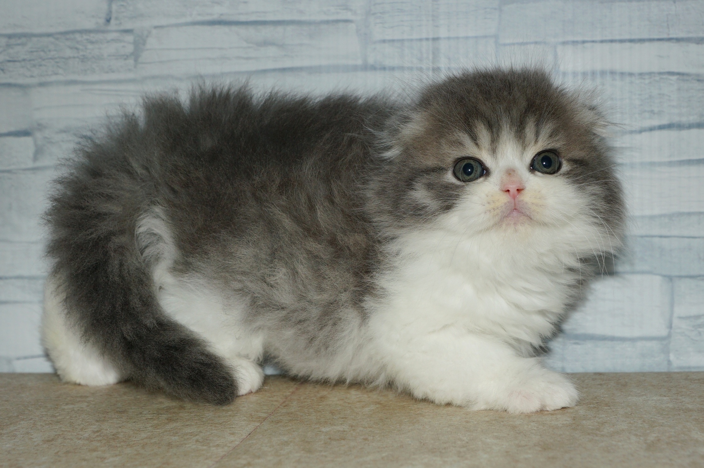 神奈川県のスコティッシュフォールド (きくちペット湘南平塚店/2025年12月21日生まれ/男の子/ブルータビーホワイト)の子猫の2枚目の画像