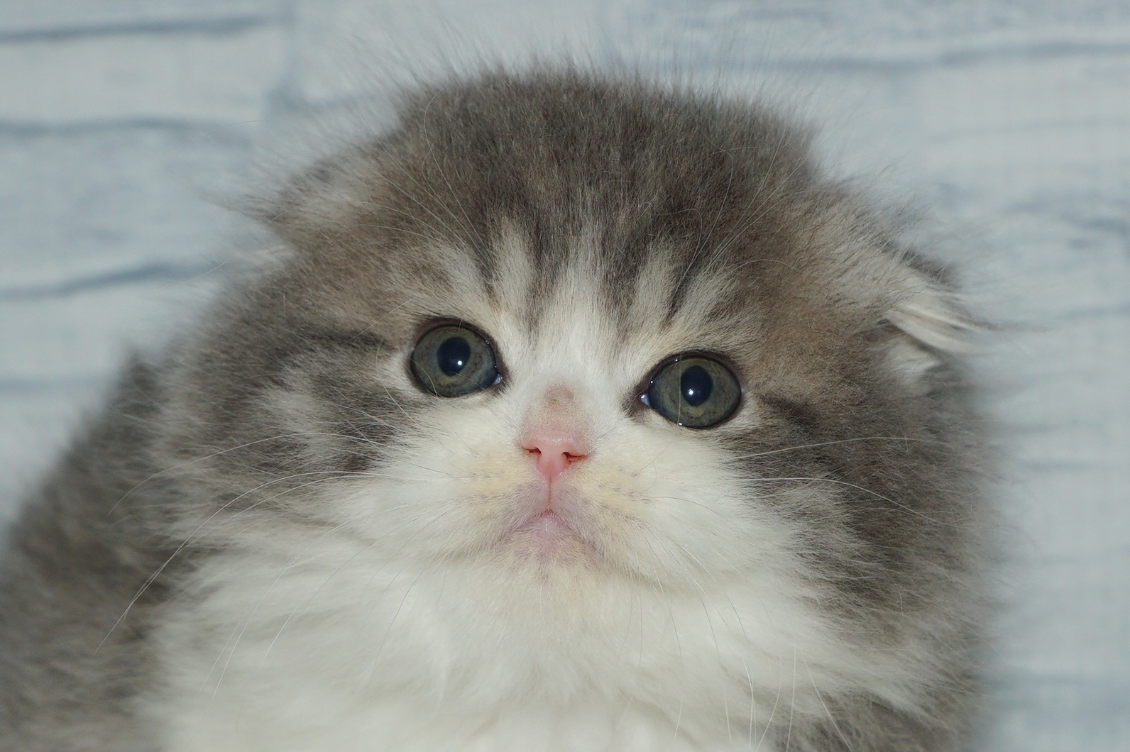 神奈川県のスコティッシュフォールド (きくちペット湘南平塚店/2025年12月21日生まれ/男の子/ブルータビーホワイト)の子猫の1枚目の画像