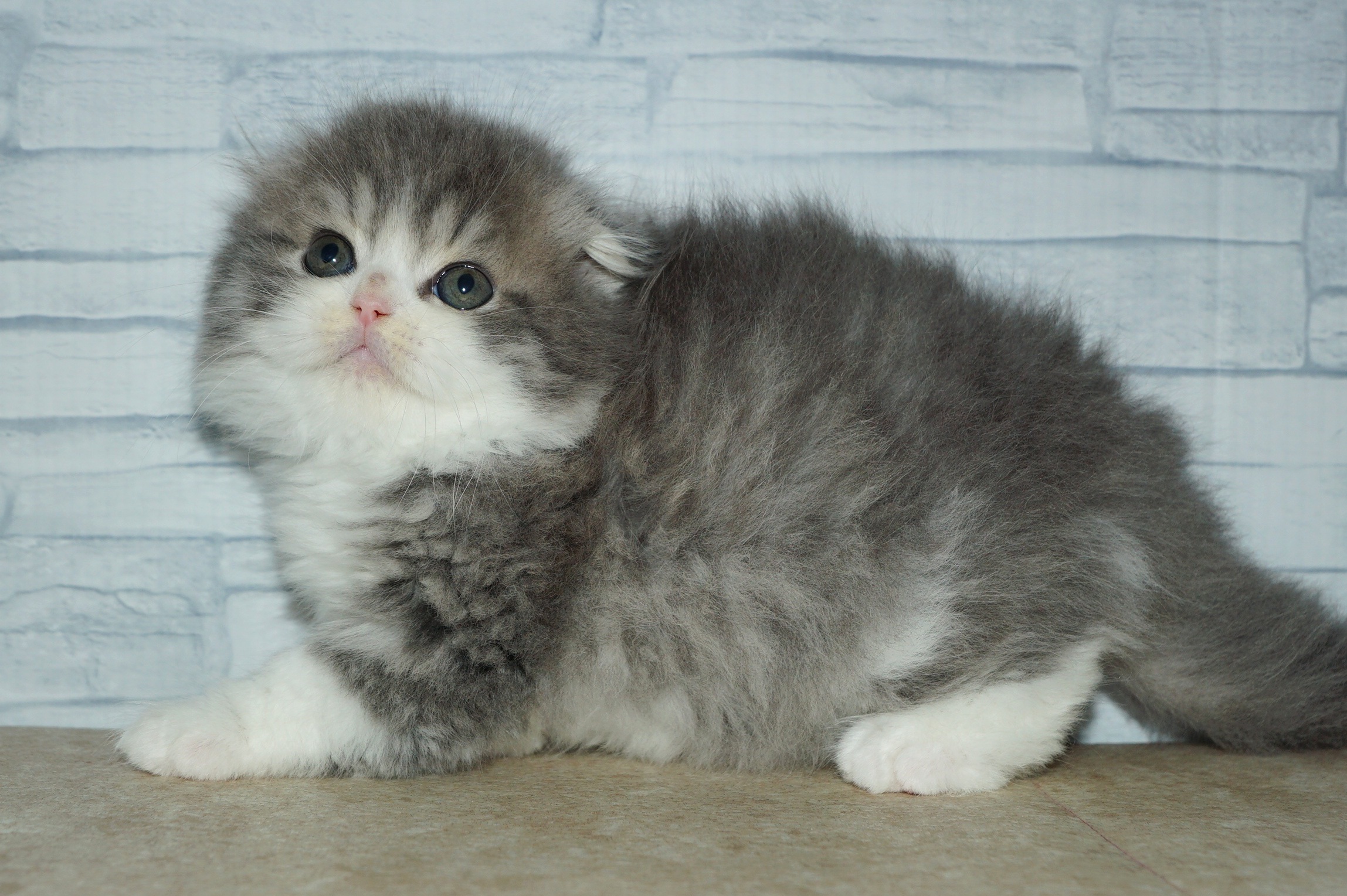 神奈川県のスコティッシュフォールド (きくちペット湘南平塚店/2025年12月21日生まれ/男の子/ブルータビーホワイト)の子猫の4枚目の画像