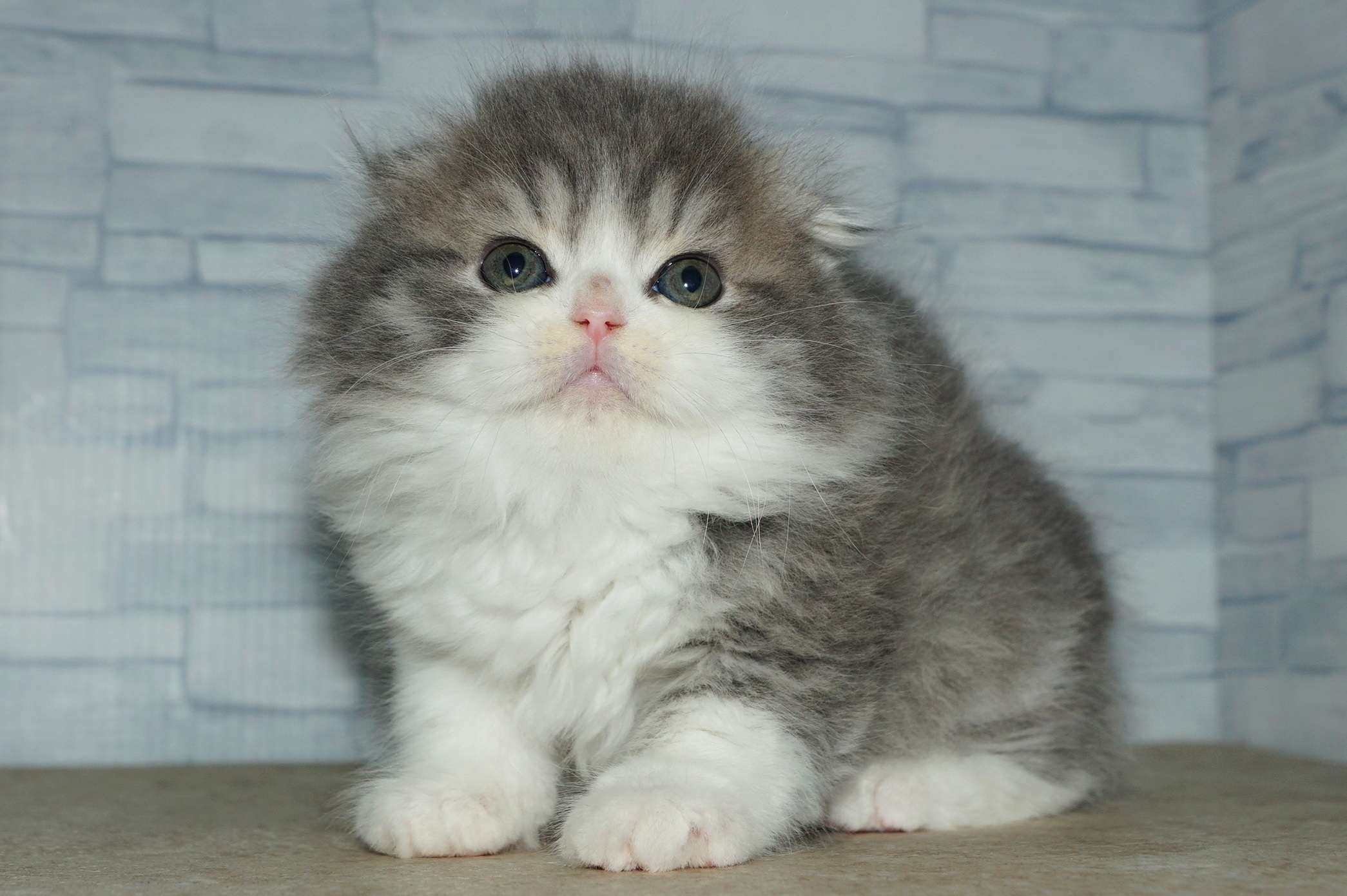 神奈川県のスコティッシュフォールド (きくちペット湘南平塚店/2025年12月21日生まれ/男の子/ブルータビーホワイト)の子猫の3枚目の画像