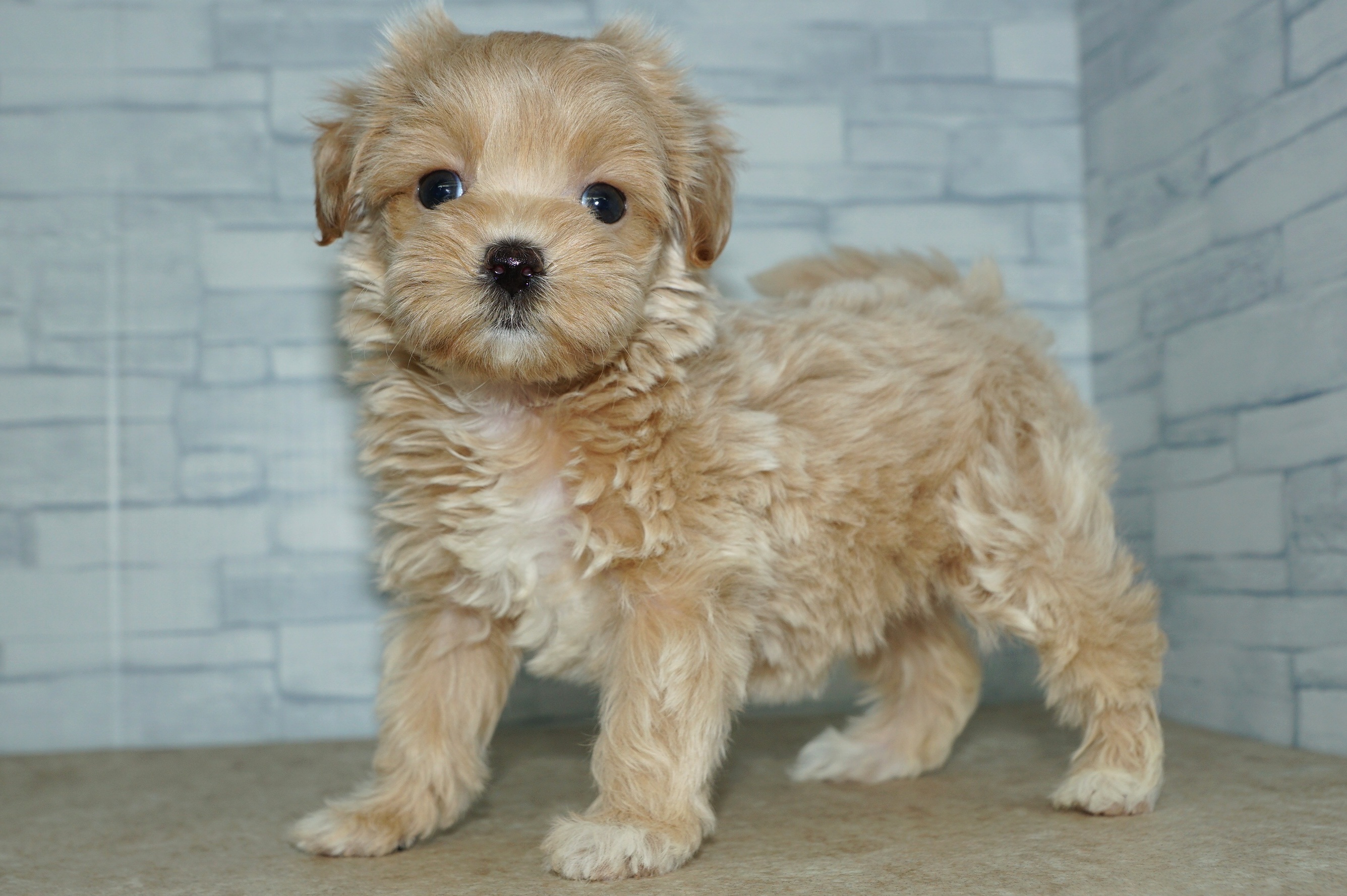 神奈川県のマルプー(マルチーズ×プードル) (きくちペット湘南平塚店/2025年12月19日生まれ/女の子/アプリコット)の子犬の4枚目の画像