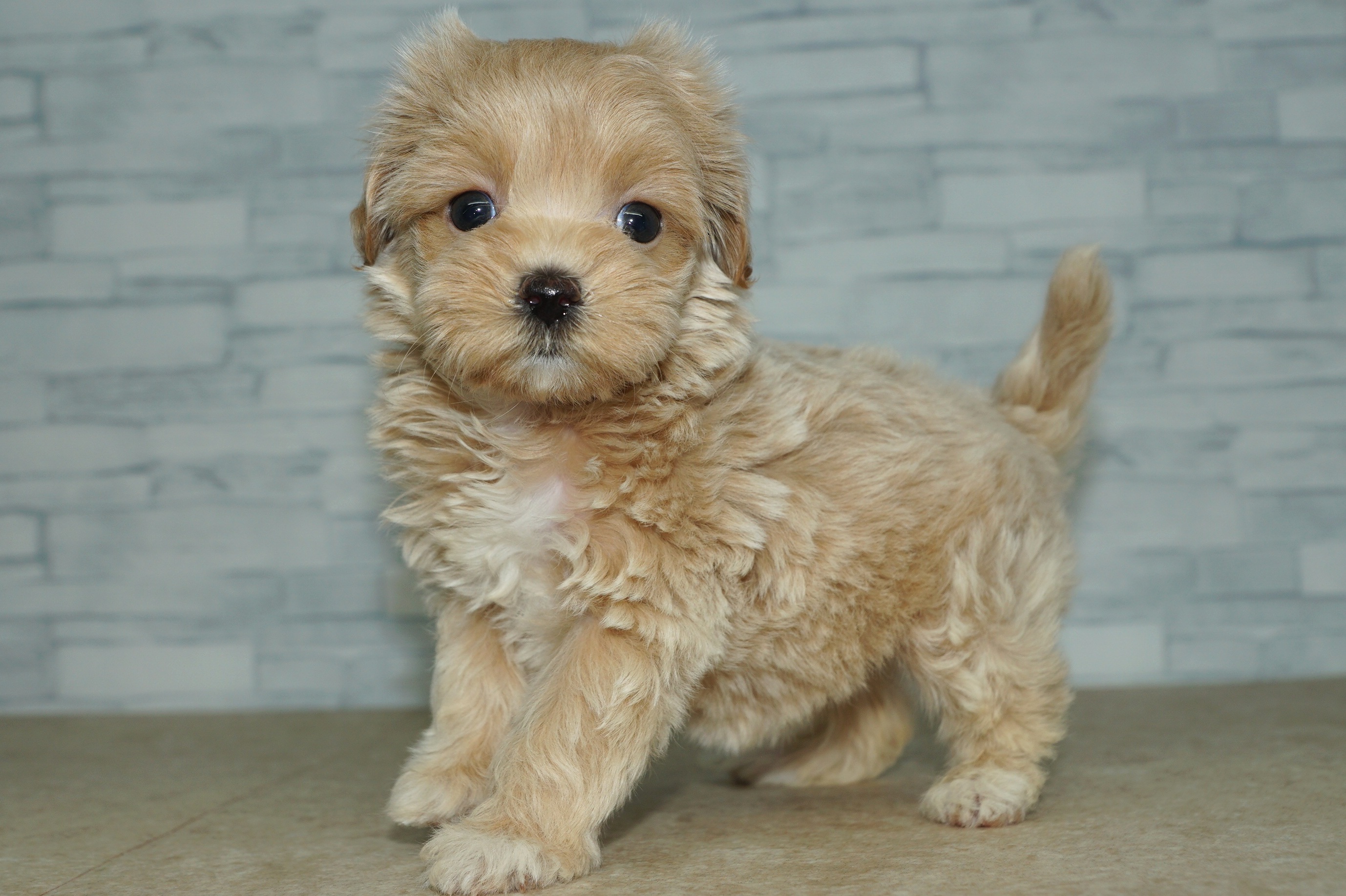 神奈川県のマルプー(マルチーズ×プードル) (きくちペット湘南平塚店/2025年12月19日生まれ/女の子/アプリコット)の子犬の3枚目の画像