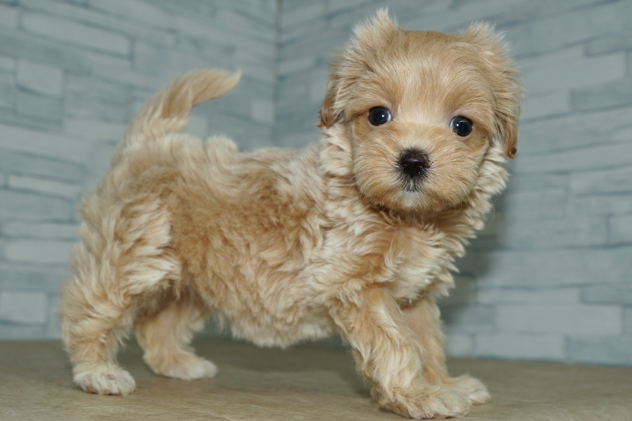 神奈川県のマルプー(マルチーズ×プードル) (きくちペット湘南平塚店/2025年12月19日生まれ/女の子/アプリコット)の子犬の2枚目の画像