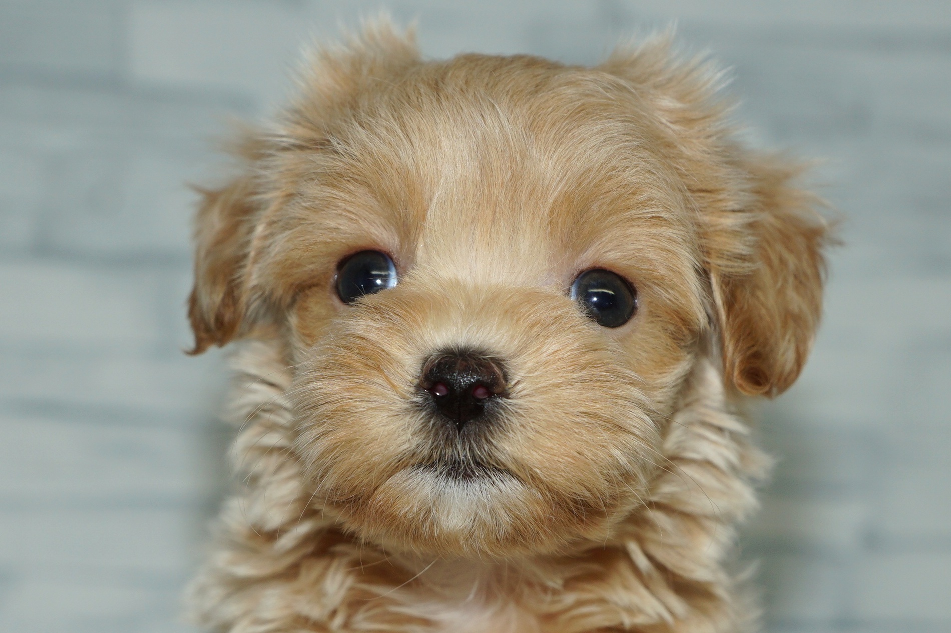 神奈川県のマルプー(マルチーズ×プードル) (きくちペット湘南平塚店/2025年12月19日生まれ/女の子/アプリコット)の子犬の1枚目の画像