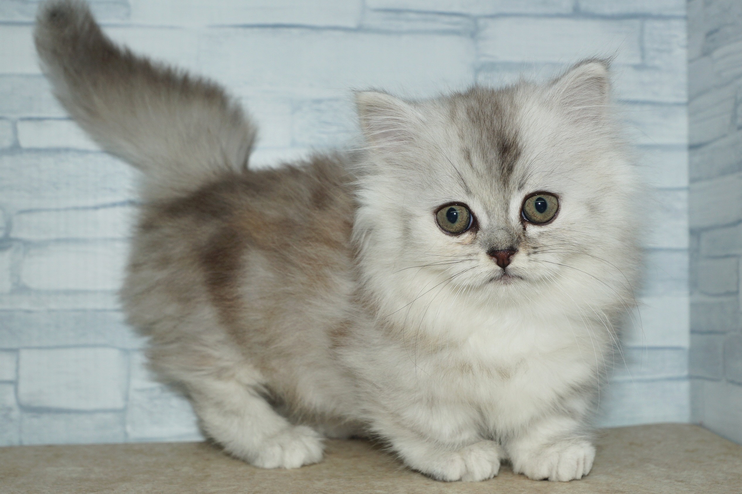 神奈川県のミヌエット (きくちペット湘南平塚店/2025年12月14日生まれ/女の子/シルバーパッチドタビー)の子猫の4枚目の画像