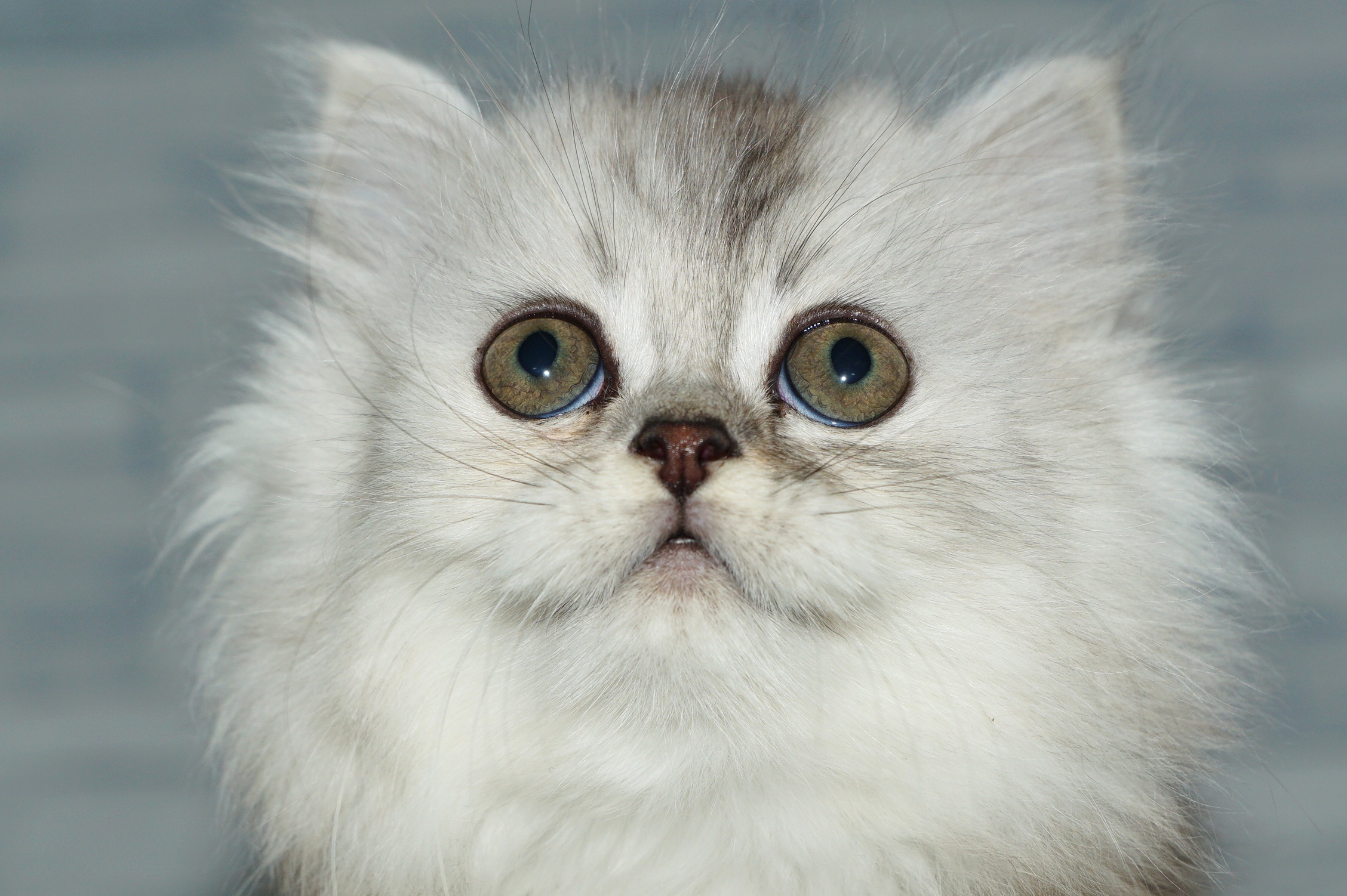 神奈川県のミヌエット (きくちペット湘南平塚店/2025年12月14日生まれ/女の子/シルバーパッチドタビー)の子猫の1枚目の画像