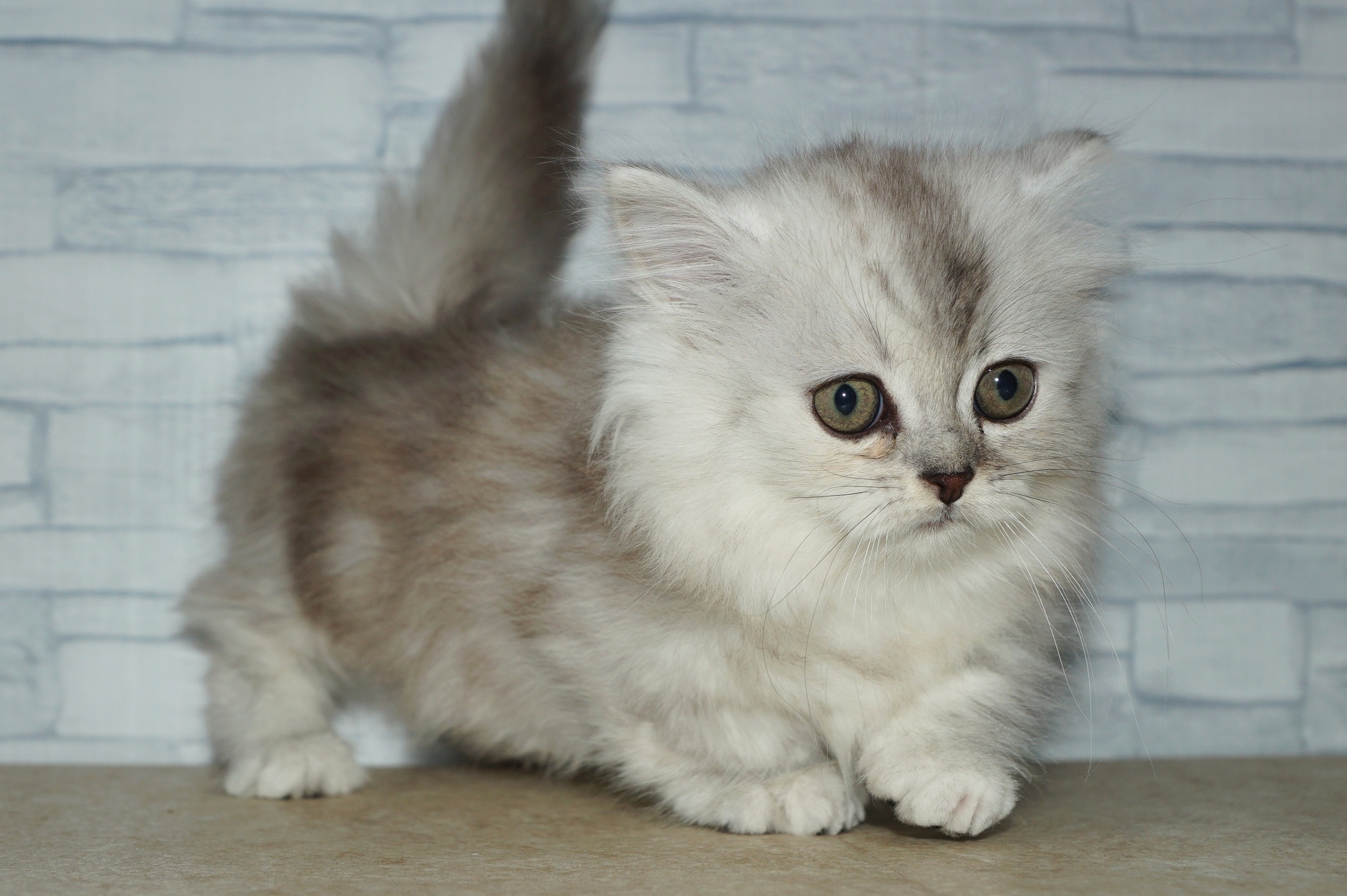 神奈川県のミヌエット (きくちペット湘南平塚店/2025年12月14日生まれ/女の子/シルバーパッチドタビー)の子猫の2枚目の画像