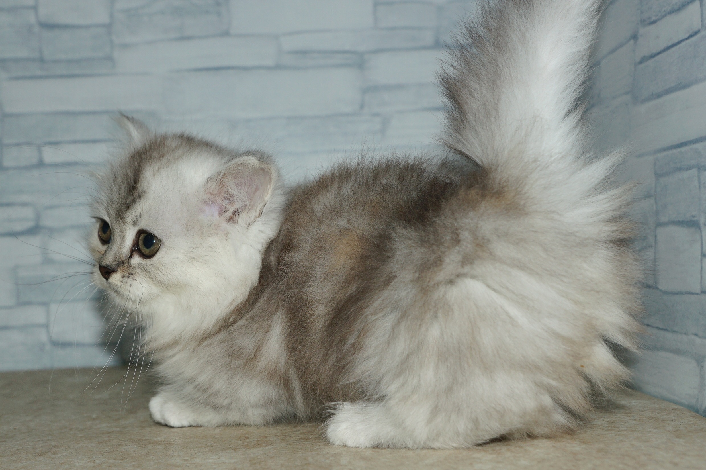 神奈川県のミヌエット (きくちペット湘南平塚店/2025年12月14日生まれ/女の子/シルバーパッチドタビー)の子猫の3枚目の画像