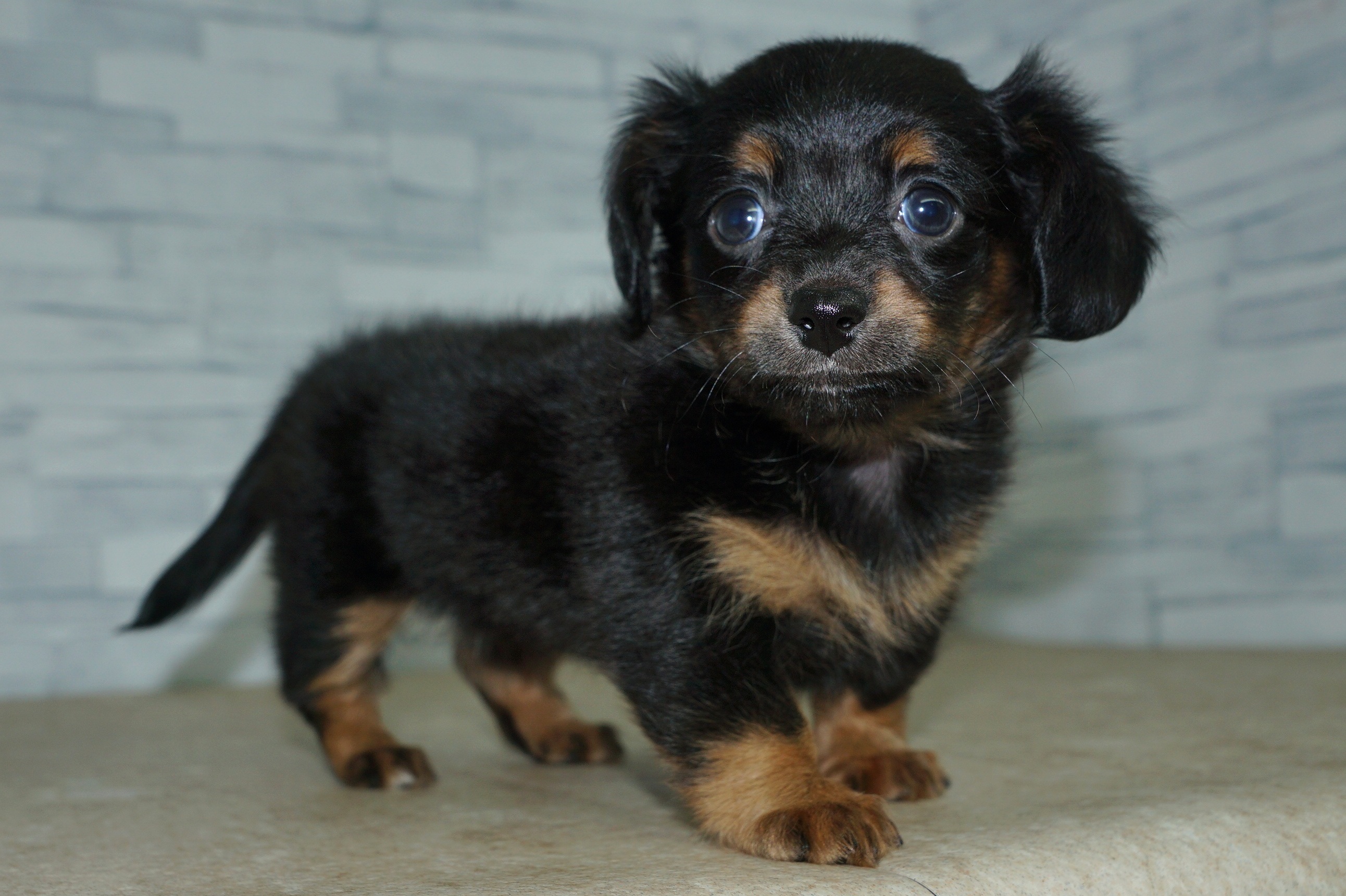 神奈川県のチワックス(チワワ×ダックス) (きくちペット湘南平塚店/2025年12月19日生まれ/女の子/ブラックタン)の子犬の4枚目の画像