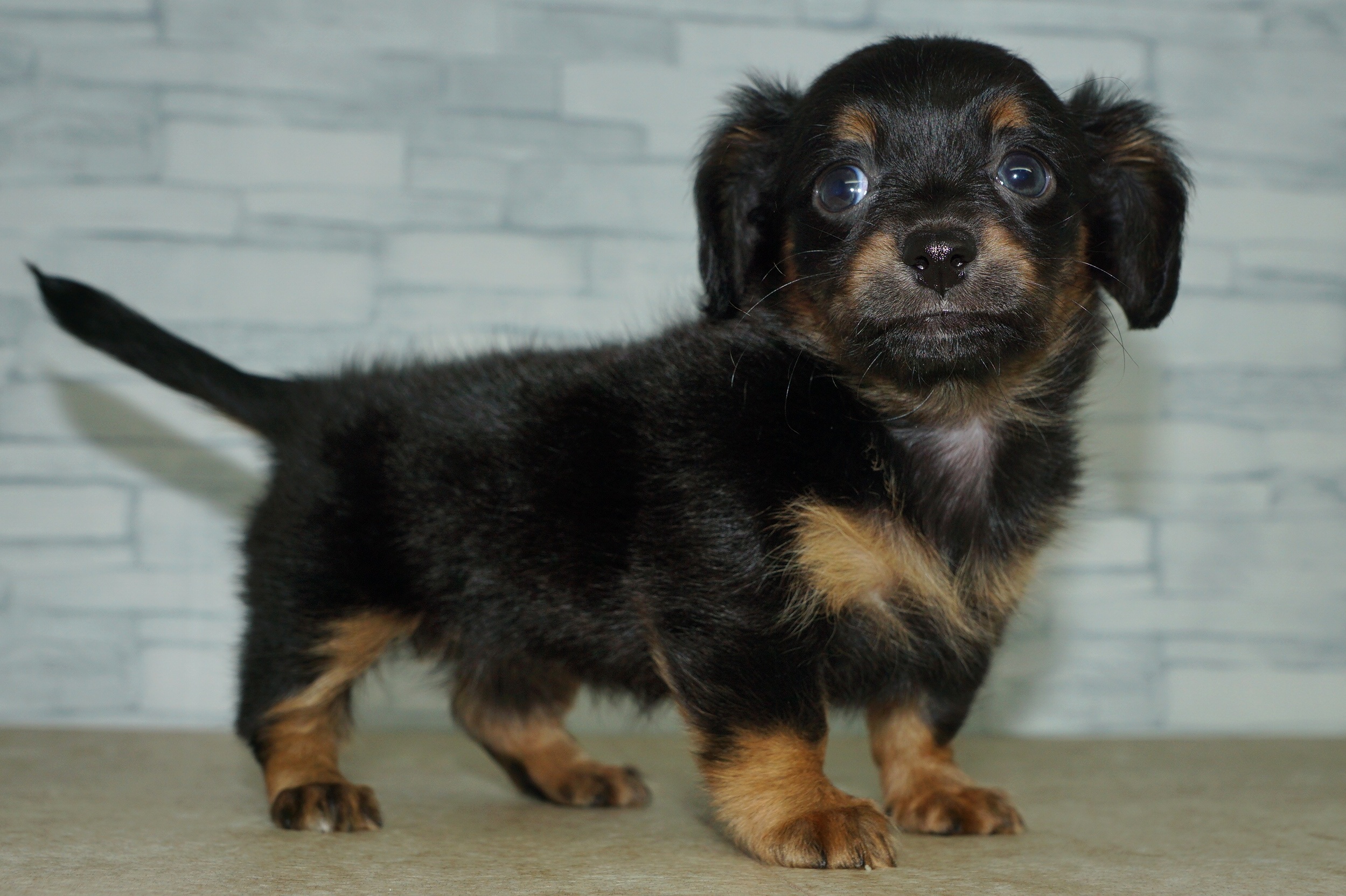 神奈川県のチワックス(チワワ×ダックス) (きくちペット湘南平塚店/2025年12月19日生まれ/女の子/ブラックタン)の子犬の3枚目の画像