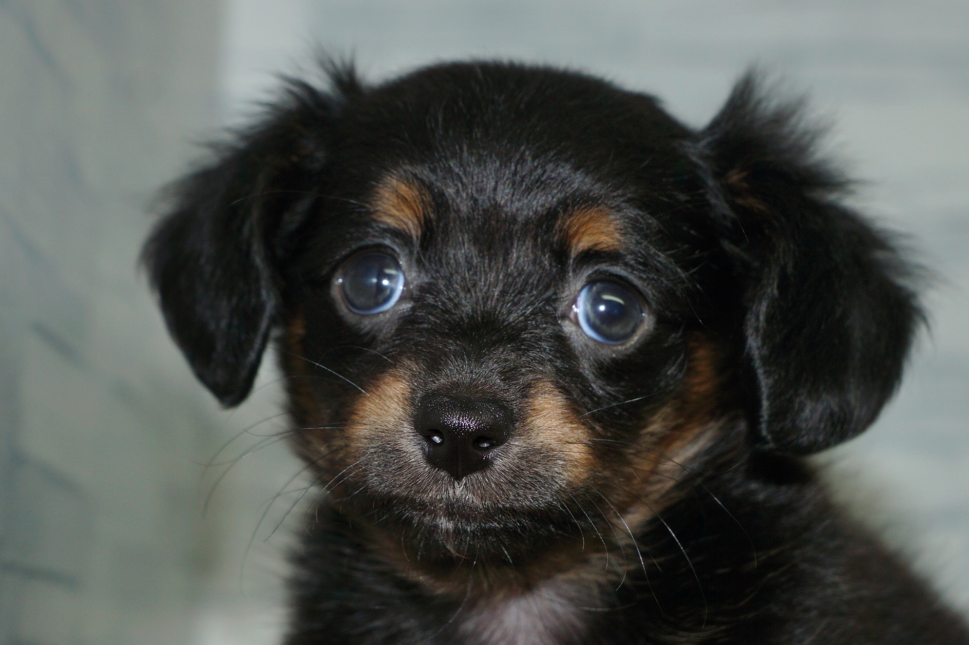 神奈川県のチワックス(チワワ×ダックス) (きくちペット湘南平塚店/2025年12月19日生まれ/女の子/ブラックタン)の子犬の1枚目の画像