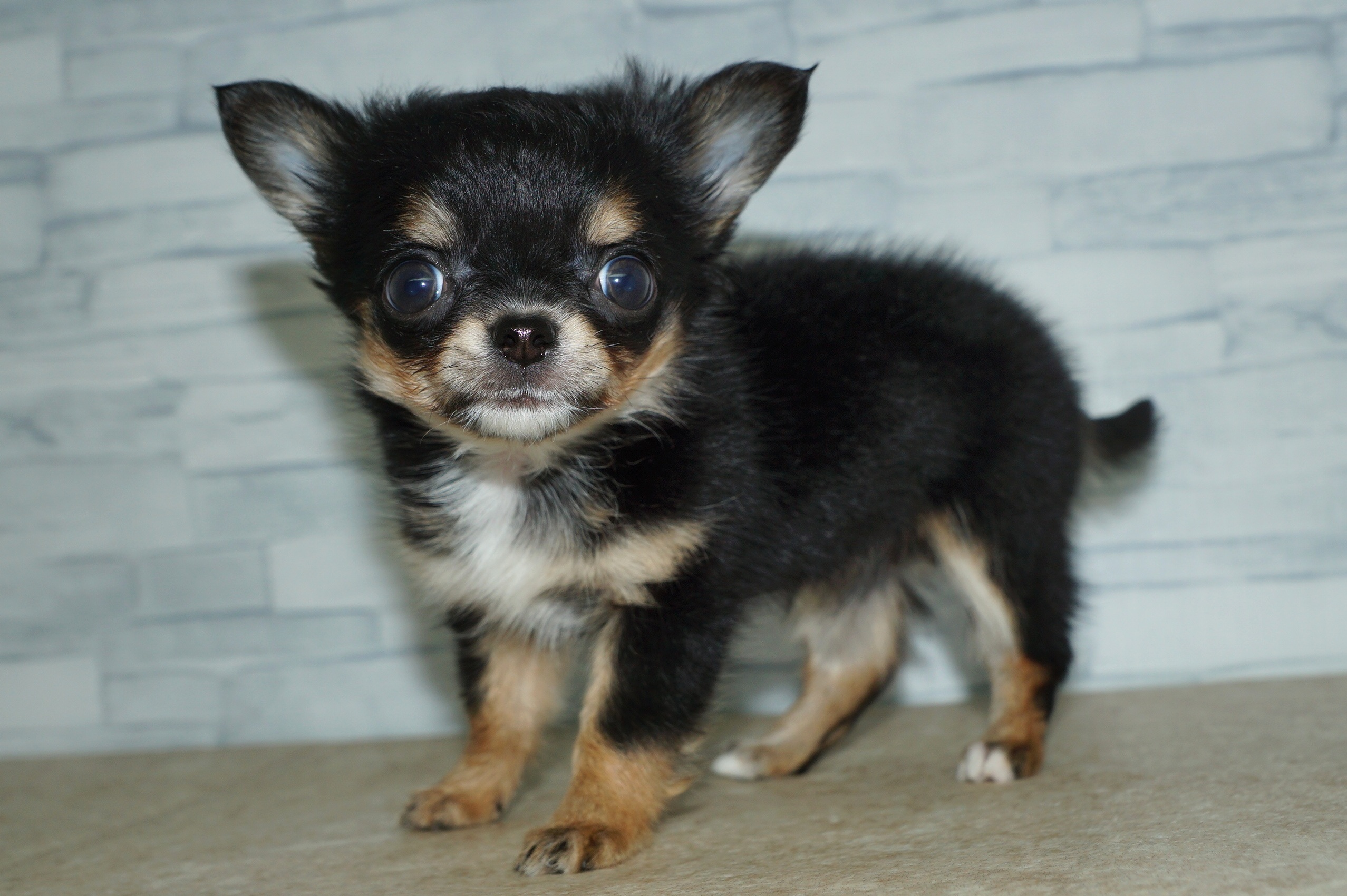 神奈川県のチワワ(ロング) (きくちペット湘南平塚店/2025年12月19日生まれ/女の子/ブラックタンホワイト)の子犬の4枚目の画像