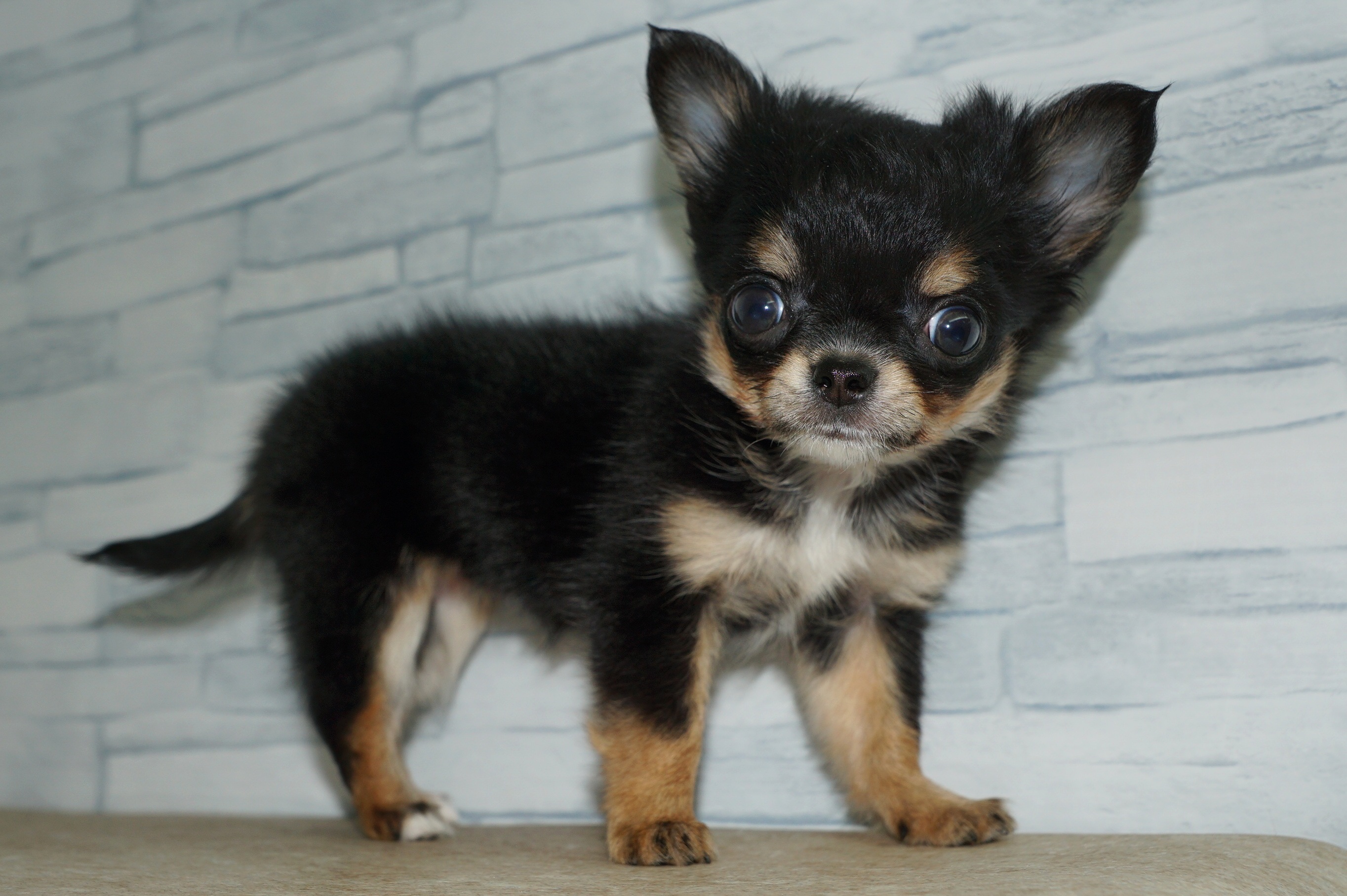 神奈川県のチワワ(ロング) (きくちペット湘南平塚店/2025年12月19日生まれ/女の子/ブラックタンホワイト)の子犬の3枚目の画像