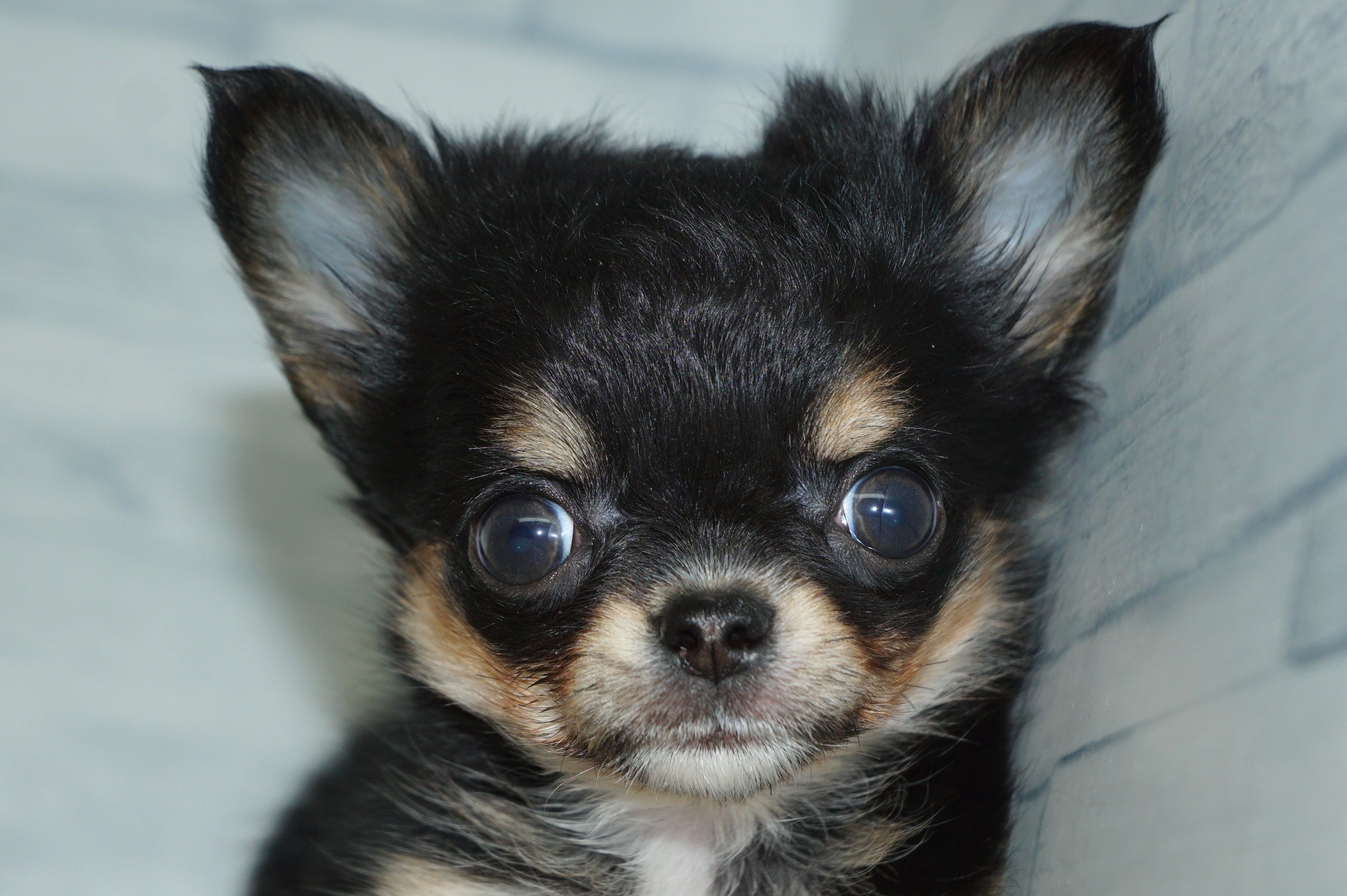 神奈川県のチワワ(ロング) (きくちペット湘南平塚店/2025年12月19日生まれ/女の子/ブラックタンホワイト)の子犬の1枚目の画像