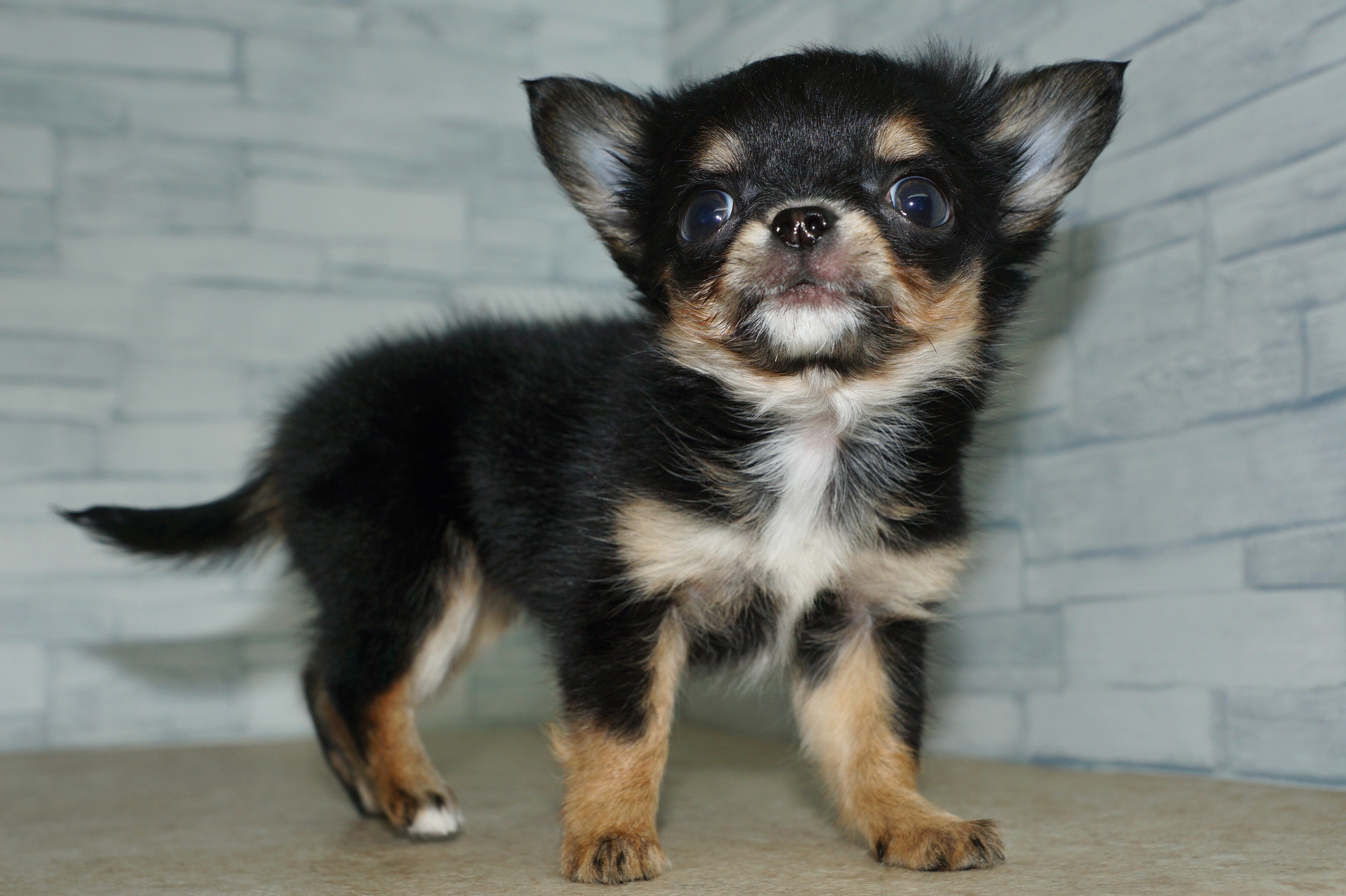 神奈川県のチワワ(ロング) (きくちペット湘南平塚店/2025年12月19日生まれ/女の子/ブラックタンホワイト)の子犬の2枚目の画像