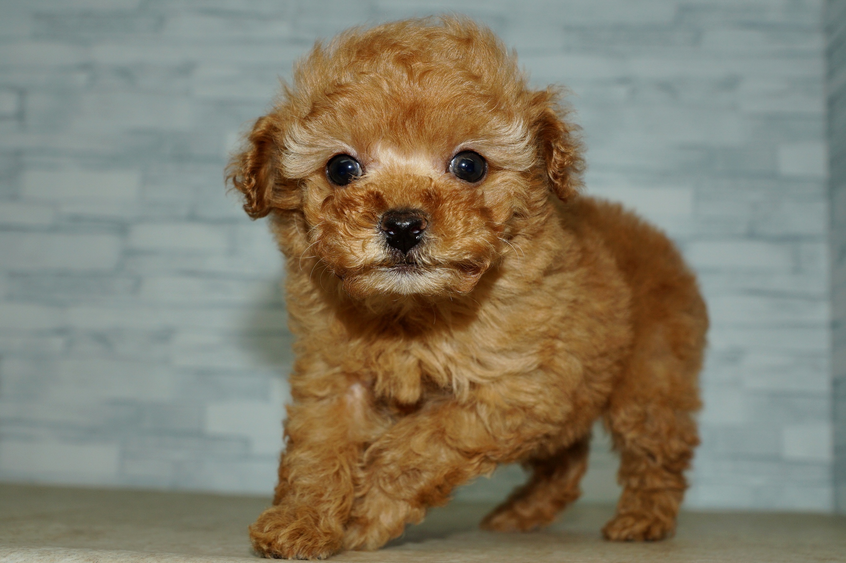 神奈川県のトイプードル(トイ) (きくちペット湘南平塚店/2025年12月21日生まれ/女の子/アプリコット)の子犬の3枚目の画像