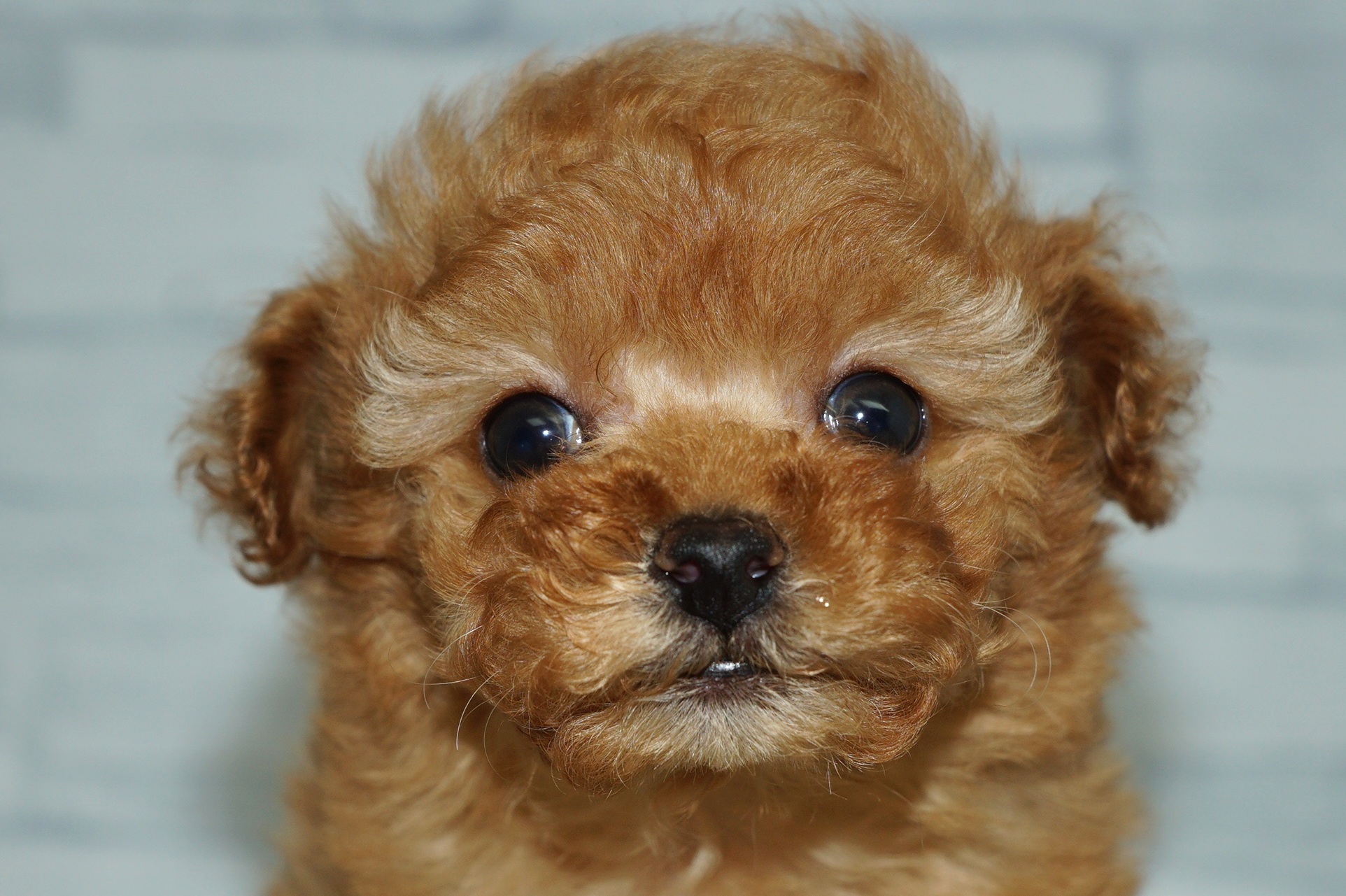 神奈川県のトイプードル(トイ) (きくちペット湘南平塚店/2025年12月21日生まれ/女の子/アプリコット)の子犬の1枚目の画像