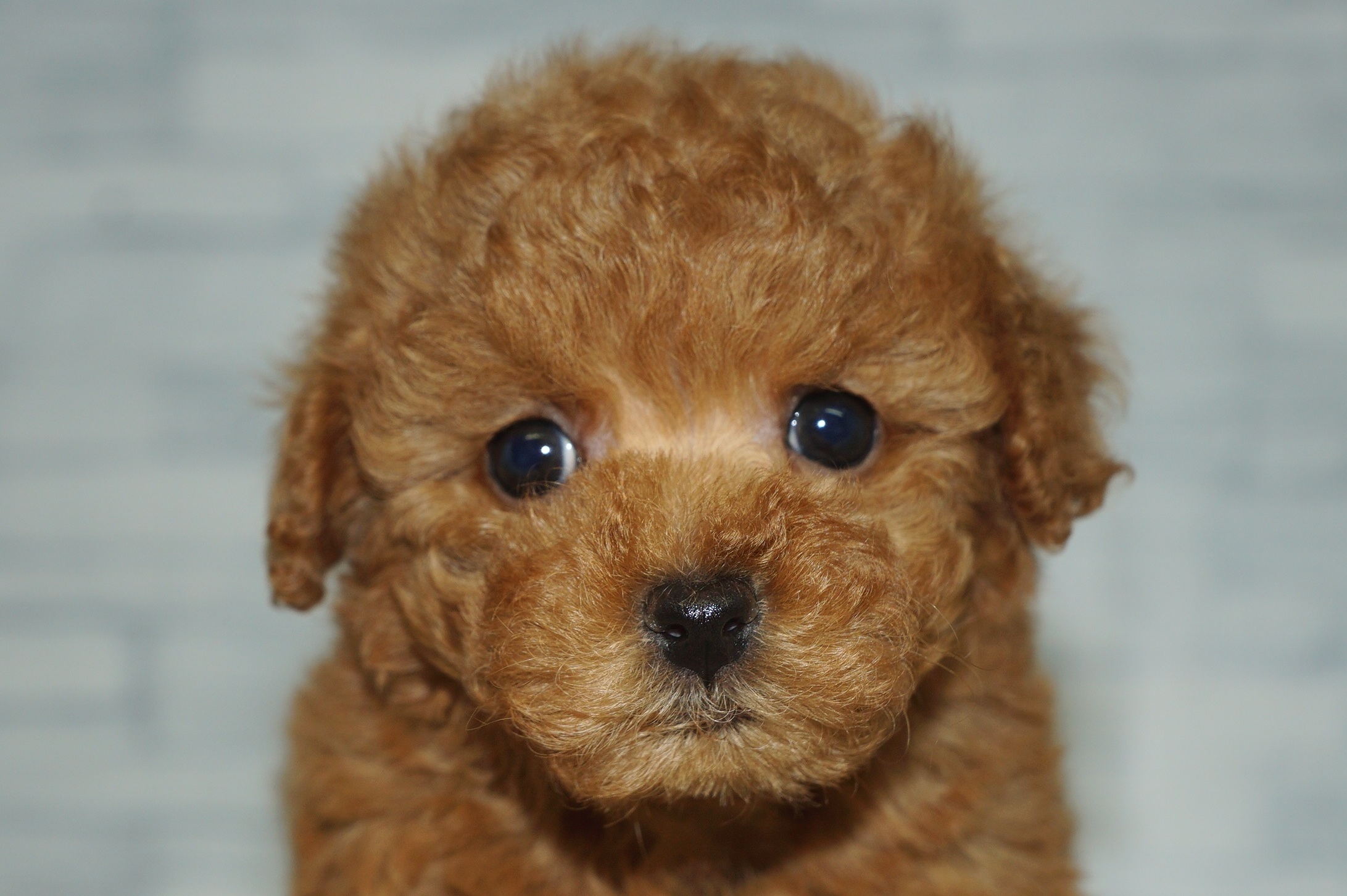 神奈川県のトイプードル(トイ) (きくちペット湘南平塚店/2025年12月21日生まれ/女の子/アプリコット)の子犬の1枚目の画像