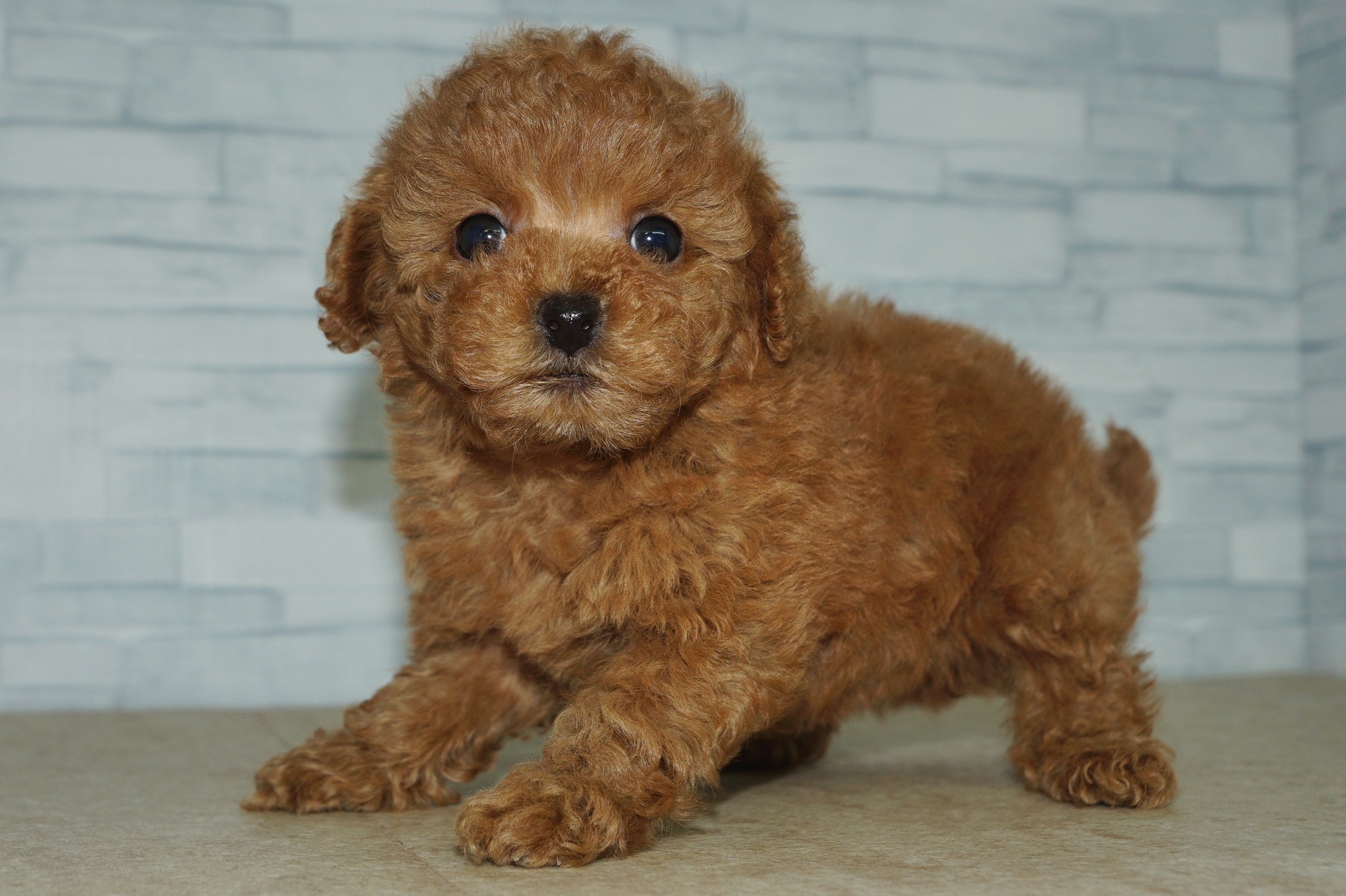 神奈川県のトイプードル(トイ) (きくちペット湘南平塚店/2025年12月21日生まれ/女の子/アプリコット)の子犬の4枚目の画像