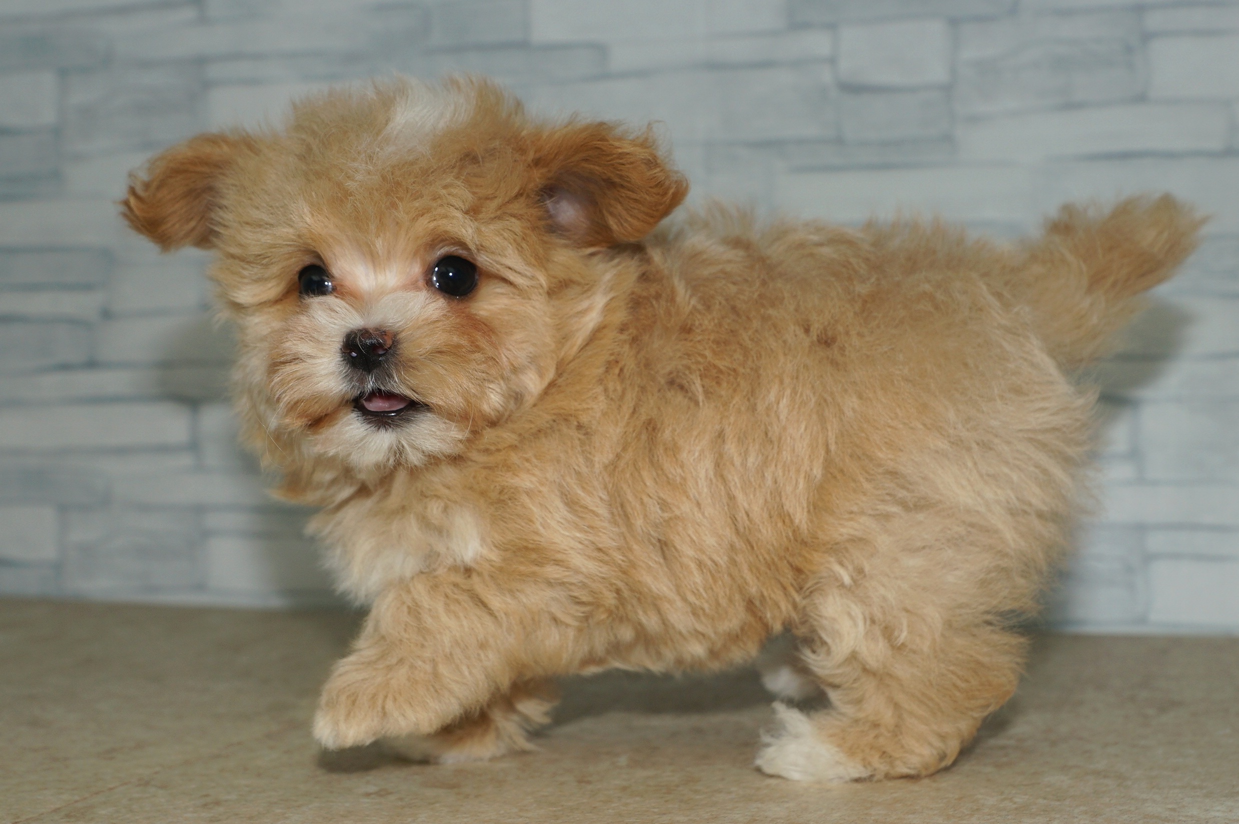 神奈川県のマルプー(マルチーズ×プードル) (きくちペット湘南平塚店/2025年12月20日生まれ/女の子/アプリコット)の子犬の4枚目の画像