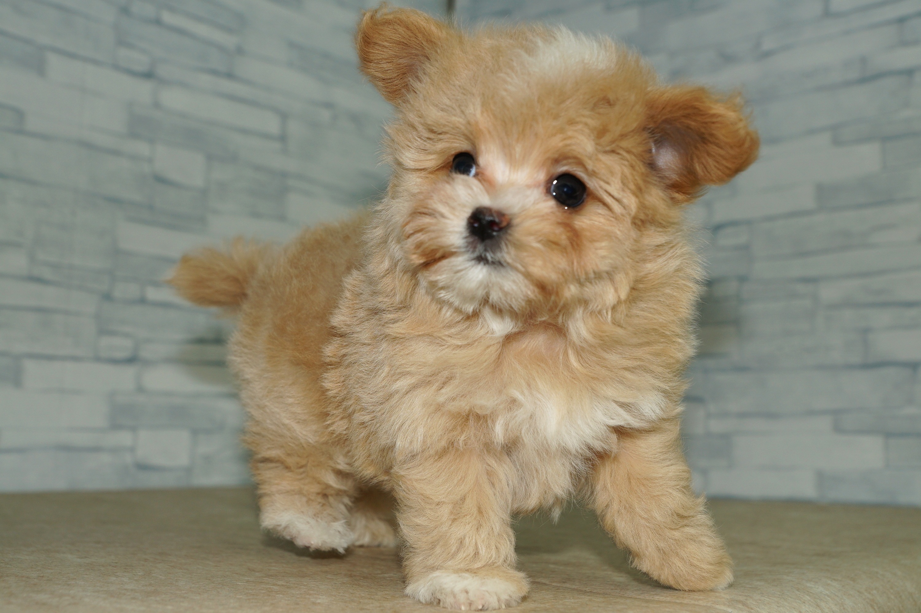 神奈川県のマルプー(マルチーズ×プードル) (きくちペット湘南平塚店/2025年12月20日生まれ/女の子/アプリコット)の子犬の3枚目の画像