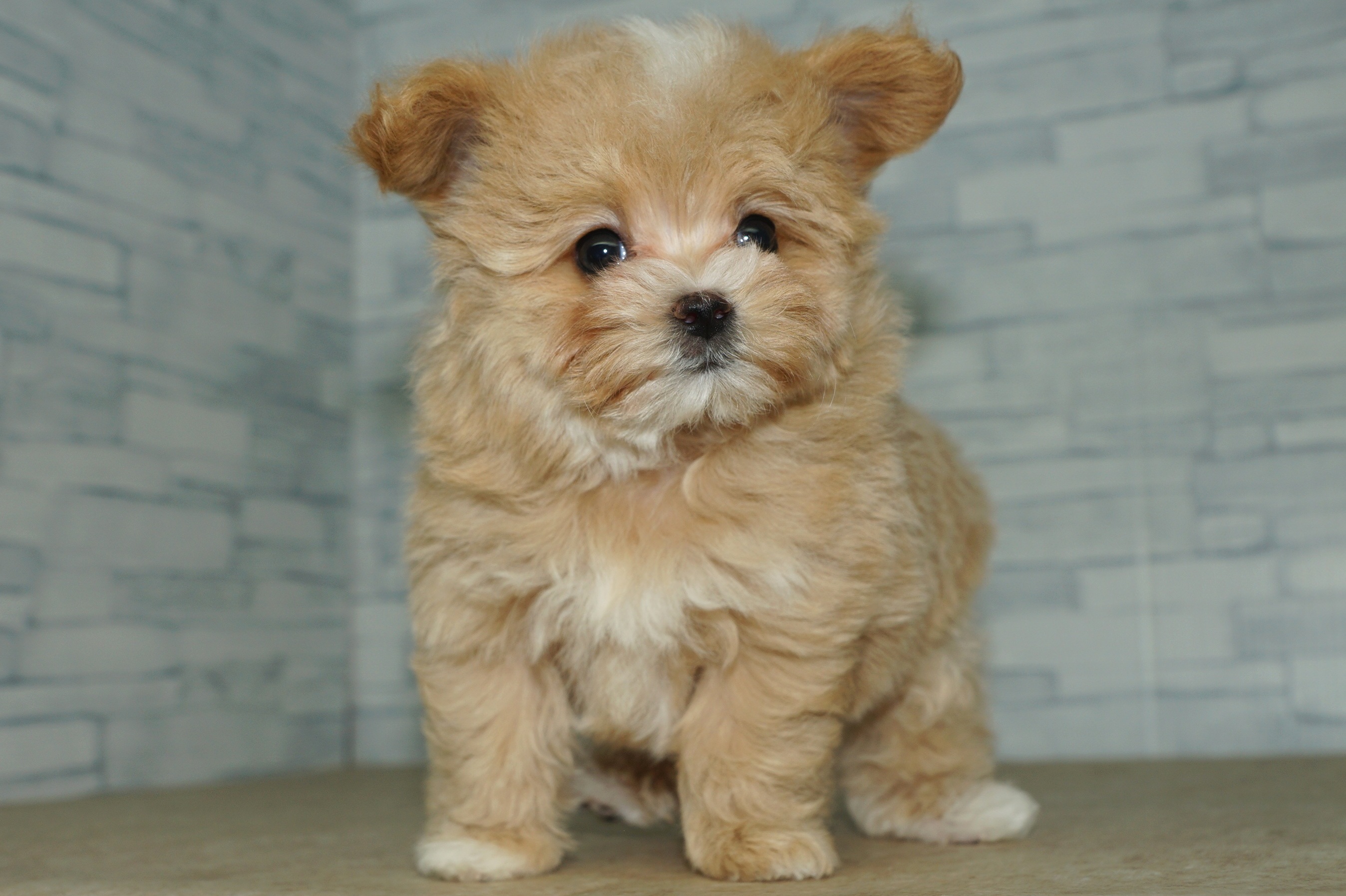 神奈川県のマルプー(マルチーズ×プードル) (きくちペット湘南平塚店/2025年12月20日生まれ/女の子/アプリコット)の子犬の2枚目の画像