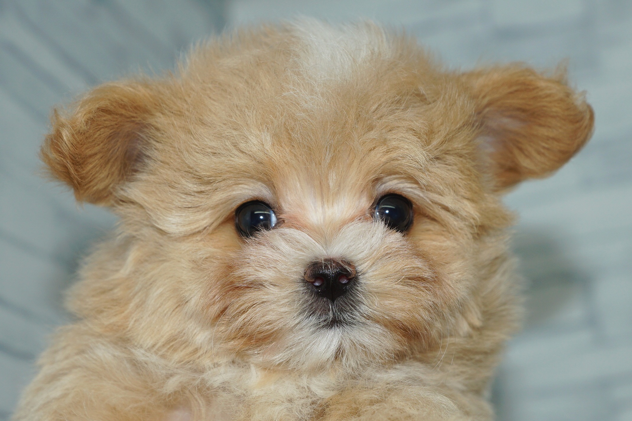 神奈川県のマルプー(マルチーズ×プードル) (きくちペット湘南平塚店/2025年12月20日生まれ/女の子/アプリコット)の子犬の1枚目の画像