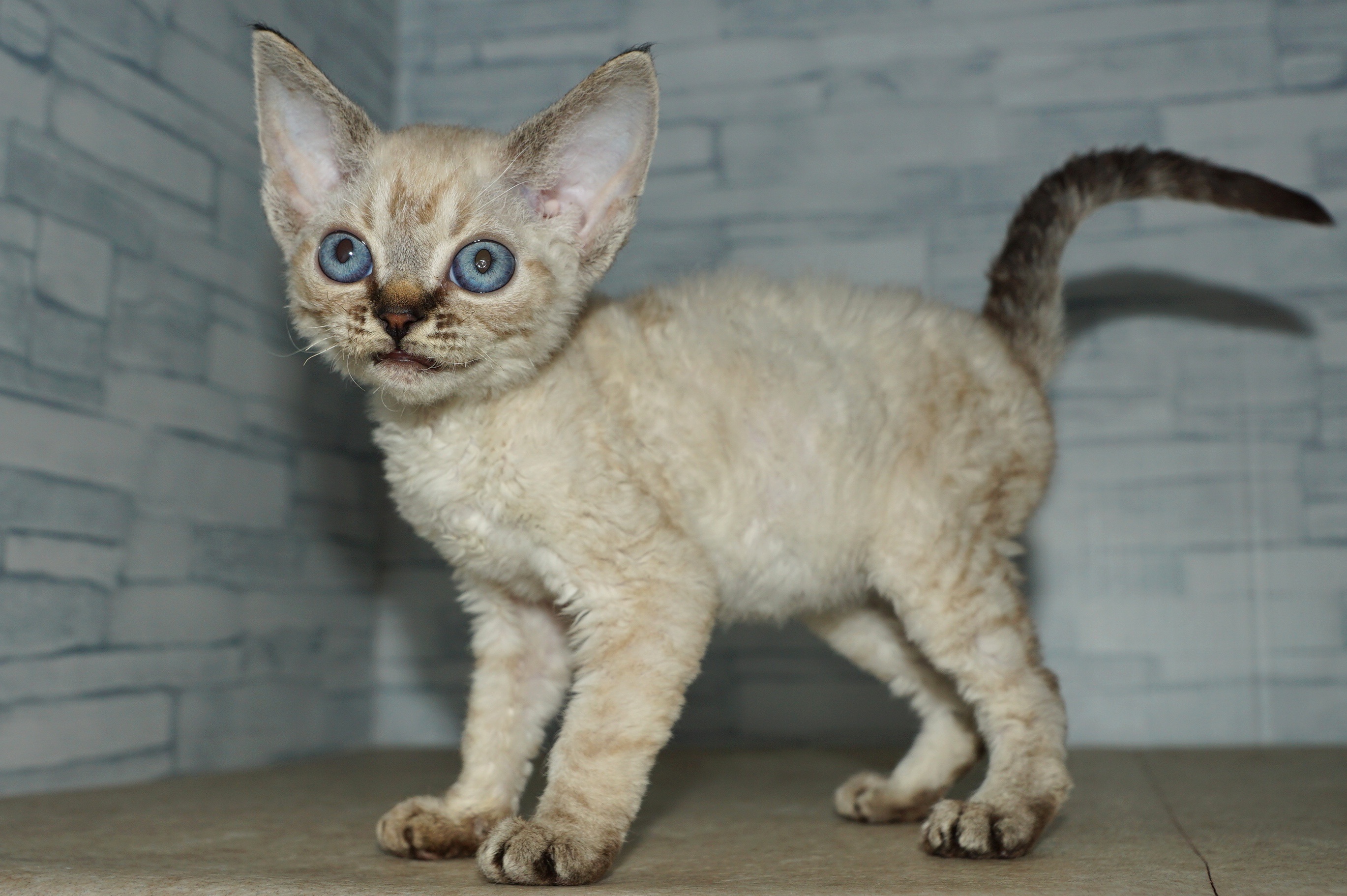 神奈川県のその他の仔ねこ (きくちペット湘南平塚店/2025年12月18日生まれ/女の子/チョコレートポイント)の子猫の4枚目の画像