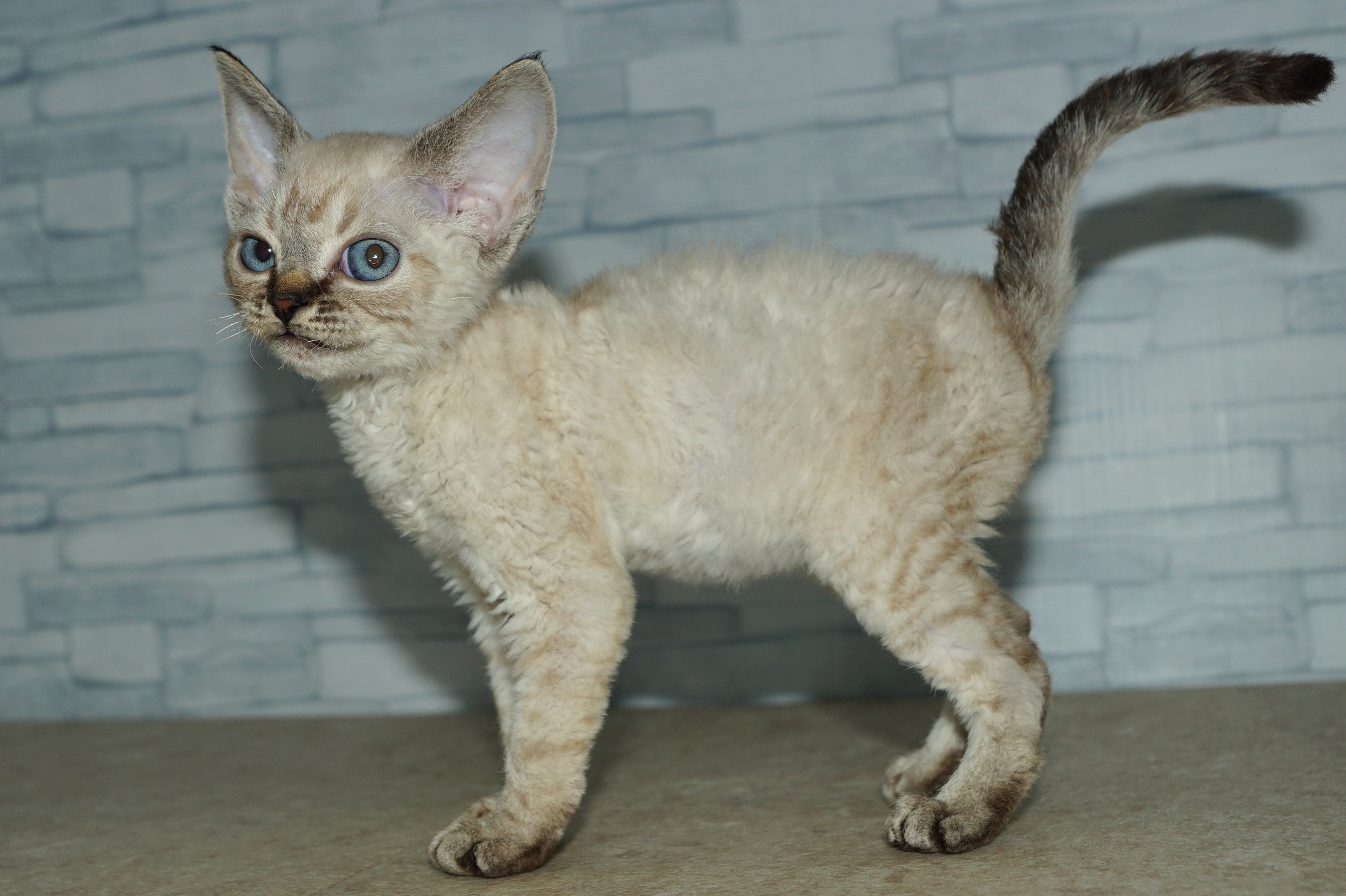 神奈川県のその他の仔ねこ (きくちペット湘南平塚店/2025年12月18日生まれ/女の子/チョコレートポイント)の子猫の3枚目の画像