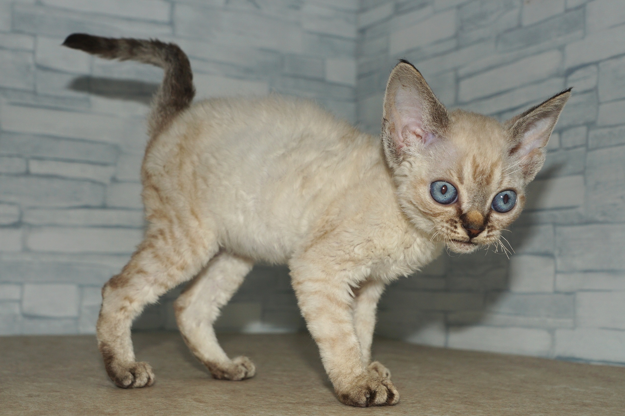 神奈川県のその他の仔ねこ (きくちペット湘南平塚店/2025年12月18日生まれ/女の子/チョコレートポイント)の子猫の2枚目の画像